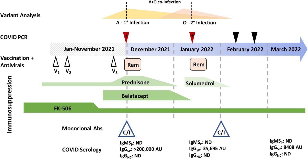 Variant analysis was performed at the points marked by a red triangle (positive SARS-CoV-2 test) and the dashed line above intersects the hypothesized viral loads of a Delta (Δ) and Omicron (O) variant in each sample. Black triangles are negative SARS-CoV-2 PCR tests. V1-V3 represents vaccine doses. Rem: remdesivir. Green lines indicate immunosuppressants and the height of the shape reflects the dose level. Monoclonal antibody treatment and administration time is indicated by the blue triangles. C/I: casirivimab/imdevimab, C/T: tixagevimab and cilgavimab. COVID serology indicates when specific antibody tests were performed. IgMSP: IgM anti-spike, IgGSP: IgG anti-spike, IgGNC: IgG anti-nucleocapsid, ND: not detected, AU: arbitrary units.