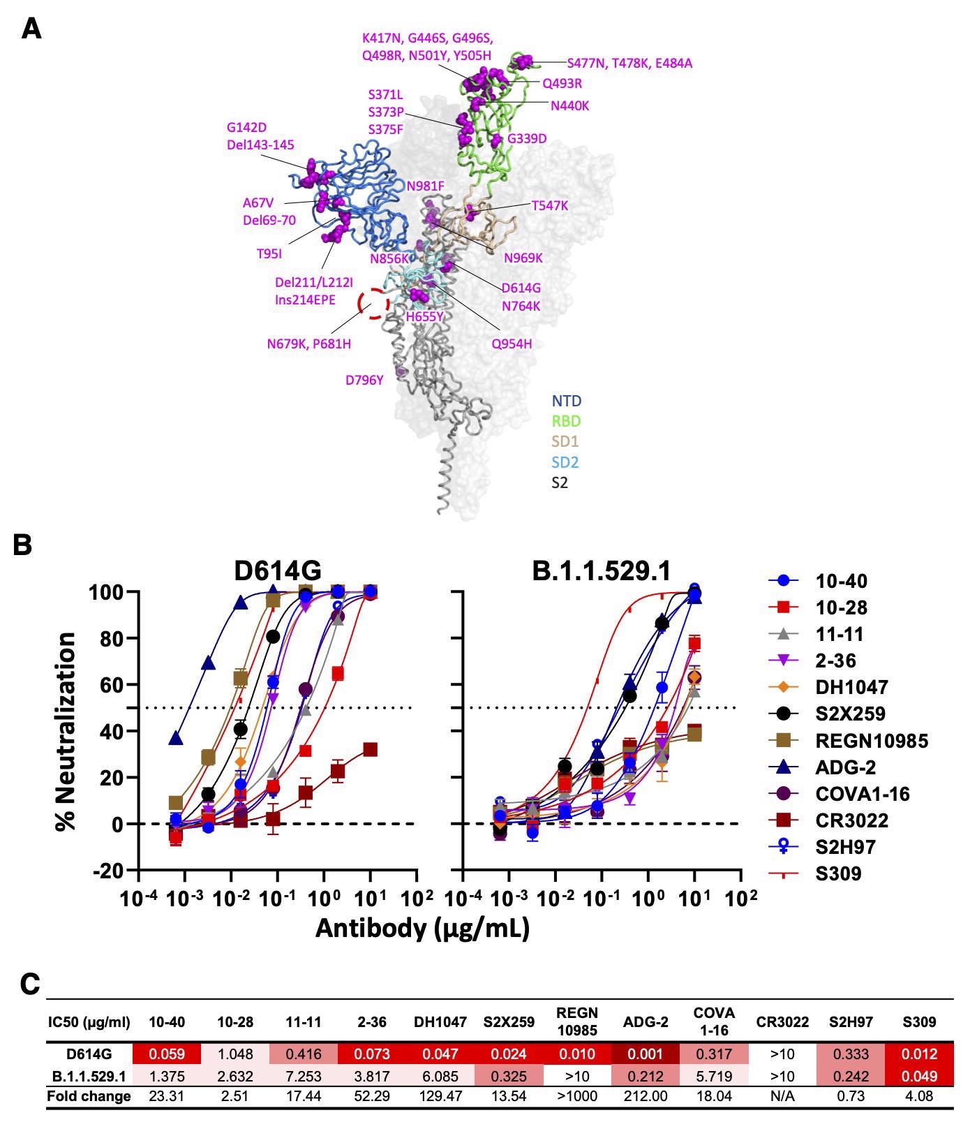 Neutralizing activity of antibodies varies against the SARS-CoV-2 Omicron variant (BA.1). (A) Mutations within the Omicron variant, BA.1 (B.1.1.529.1) are denoted on the full SARS-CoV-2 S trimer. The SARS-CoV-2 S protein structure was downloaded from PDB 7KRR. The red circle represents the S1/S2 cleavage site. SD1, subdomain 1; SD2, subdomain 2. (B) Neutralization curves of selected mAbs against VSV pseudotypes with D614G (WT) and B.1.1.529.1 S proteins are shown. The dotted horizontal line at 50% indicates IC50 values. (C) Neutralization titers (IC50) of selected mAbs against VSV pseudotypes with D614G (WT) and B.1.1.529.1 S proteins are summarized. Data are shown as mean ± SD of three technical replicates.