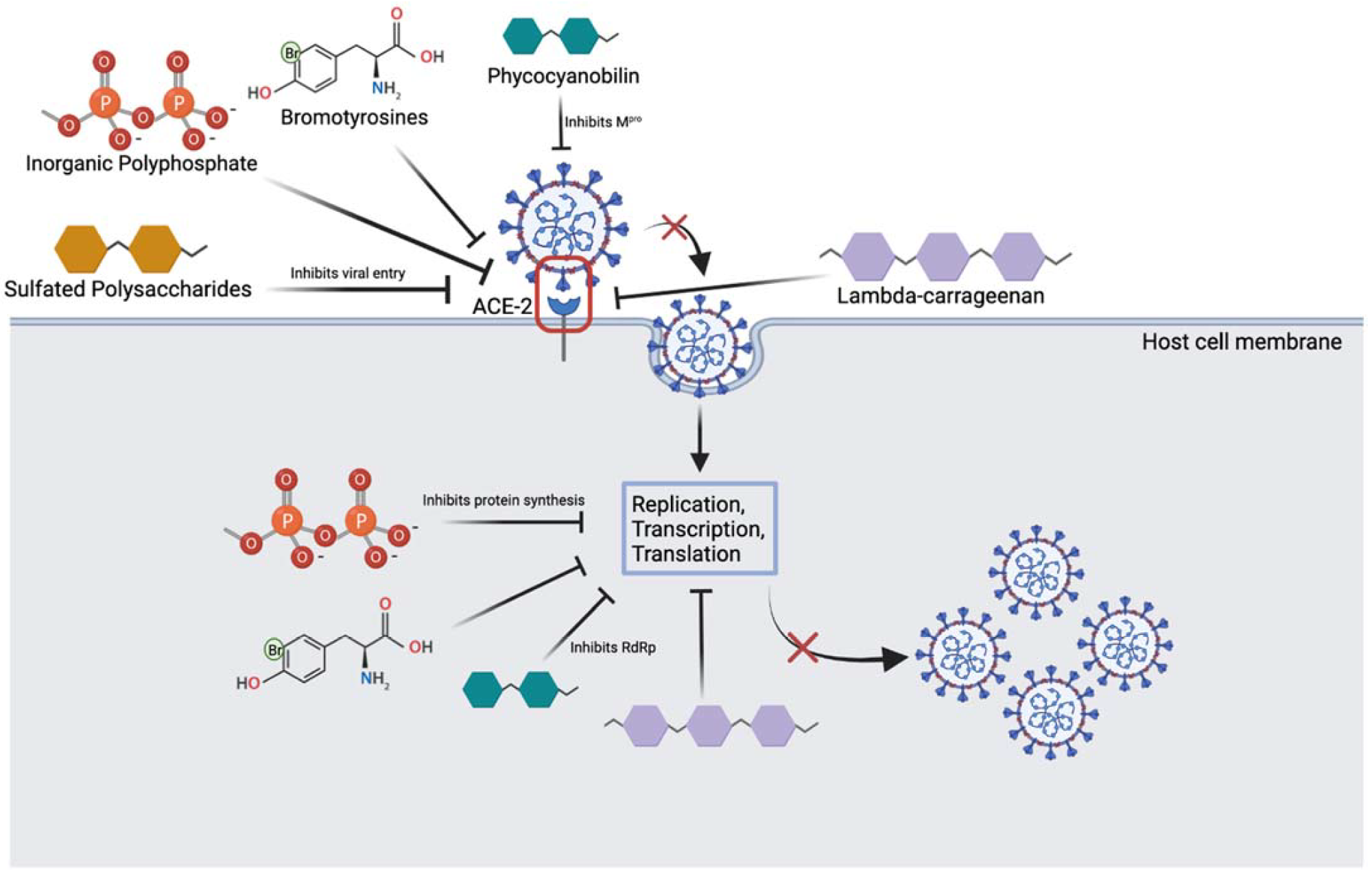Overview of marine compounds interfering with the SARS-CoV-2 viral life cycle. Image depicts several marine substances that can inhibit various steps of the life cycle which may be relevant to treatment.