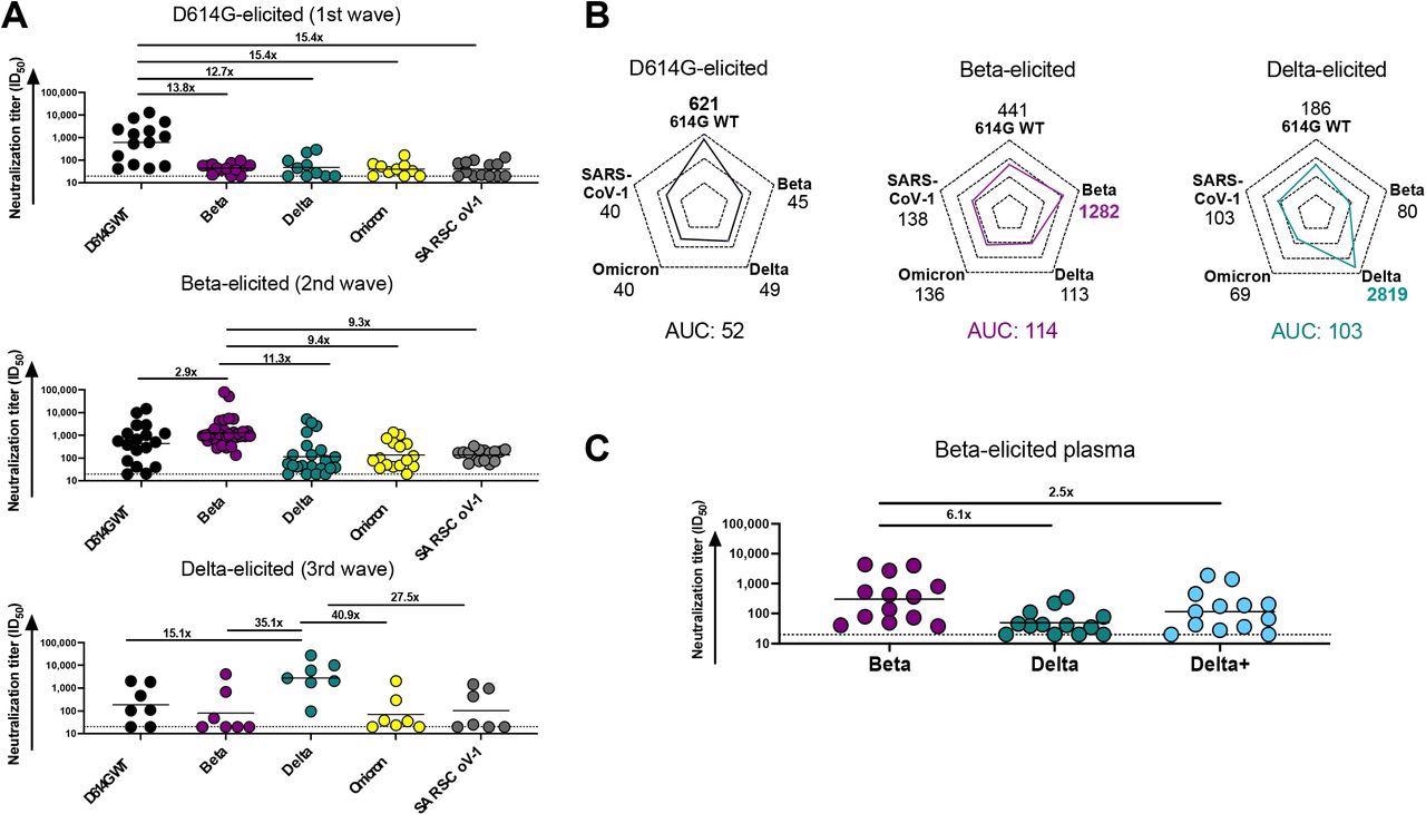 Comparison of plasma cross-reactivity elicited by three distinct SARS-CoV-2 variants. (A) Plasma from D614G, Beta and Delta infections during three distinct SARS-CoV-2 waves were tested for neutralization breadth against a range of VOCs using a pseudovirus-based neutralization assay. Fold changes in neutralization are shown above each variant. Plasma neutralization titer is measured as an ID50. Black horizontal bars represent geometric means. The threshold of detection for the neutralization assay is ID50>20. (B) Spider plots were derived from GMTs for plasma triggered by D614G, Beta or Delta against multiple VOCs. The GMTs for each plasma set was normalized against titers to the autologous virus and breadth was expressed as area under the curve. (C) Plasma from Beta-infected individuals was tested against the Delta and Delta+ variants. Fold changes in neutralization are shown above each variant. Plasma neutralization titer is measured as an ID50. Black horizontal bars represent geometric means. The threshold of detection for the neutralization assay is ID50>20.