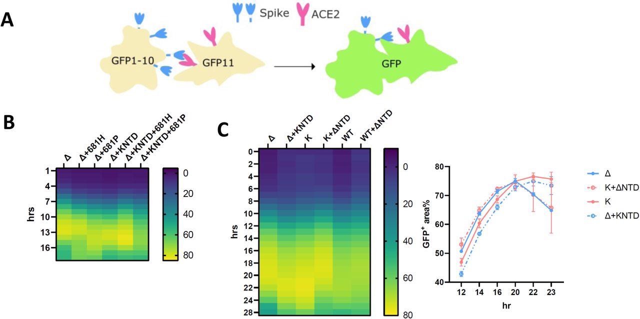 The SARS-CoV-2 Delta NTD increases the fusion kinetics of Kappa and WT spikes. (A): A schematic diagram showing the split GFP system for spike-ACE2 mediated cell fusion. (B): 681R or 681H is required for the enhanced fusogenicity in Delta and its chimera bearing Kappa NTD. (C): The fused Delta NTD in Kappa and WT increased the fusion kinetics of their counterparts, respectively. The line graphs on the right show the percentage of the positive GFP area at 12, 14, 16, 20, 22 and 23 hr post transfection. The data showing the SEM at each point were averaged from two experiments. The heatmap at each time point shows the mean of the GFP positive area over the field of view from two experiments.
