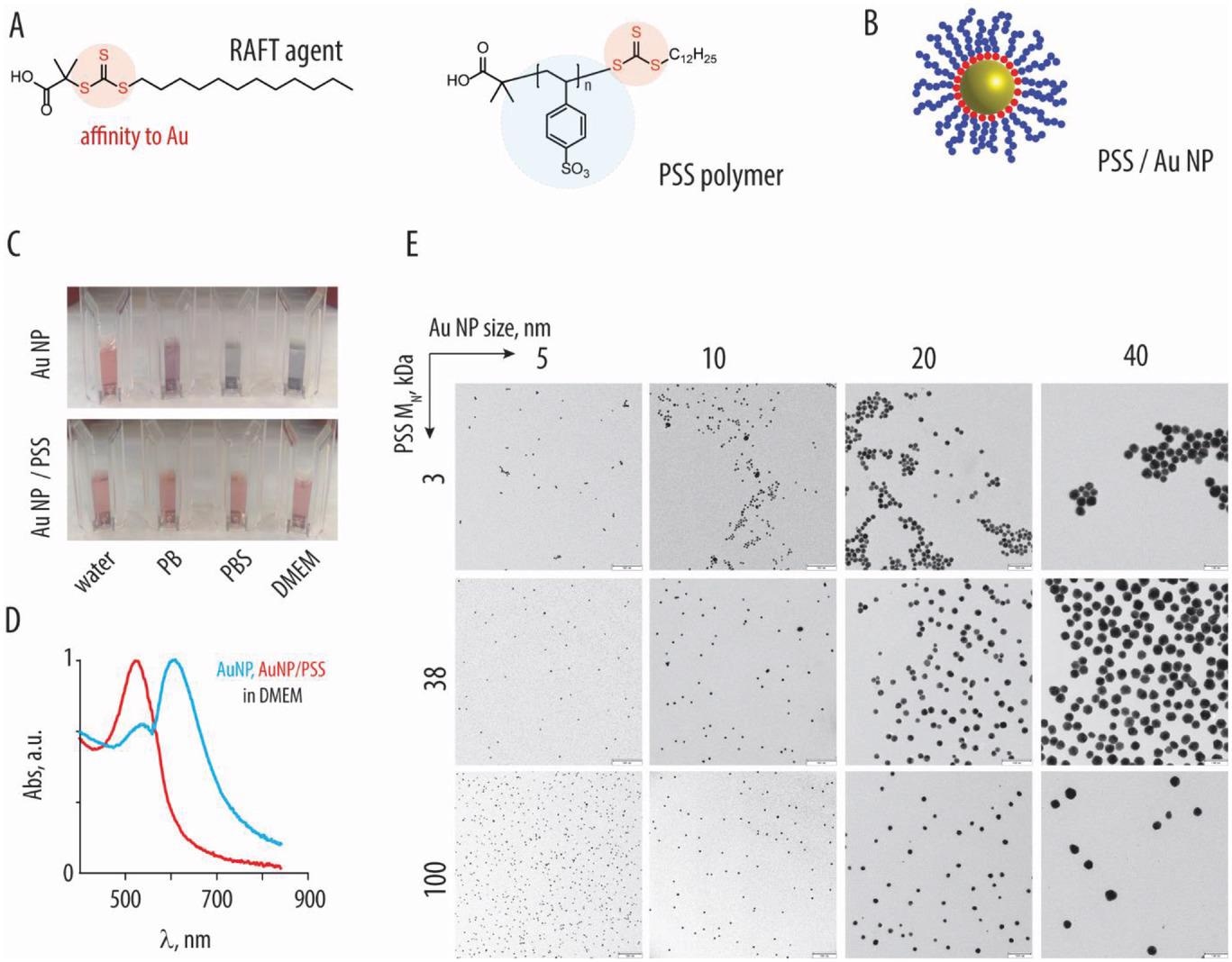 A) Chemical formula of the RAFT agent and the resulting polystyrene sulfonate polymer (PSS). B) Schematic illustration depicting association of the RAFT-derived polymers (blue) with gold nanoparticles, due to affinity of the trithiocarbonate (red) to the gold surfaces. C) Photography images of the 10 nm gold nanoparticles, with or without the brush-type corona comprised of PSS (100 kDa) in water, phosphate buffer, phosphate buffer saline, or DMEM cell culture medium: colloidally dispersed AuNP have a characteristic red color, whereas nanoparticle aggregation produces a characteristic blue color. D) UV/vis spectra corresponding to the images in panel C for AuNP with or without PSS corona in DMEM. E) Transmission electron microscopy image for AuNP (sized 5–40 nm) functionalized with PSS (3, 38, and 100 kDa), scale bar = 100 nm.