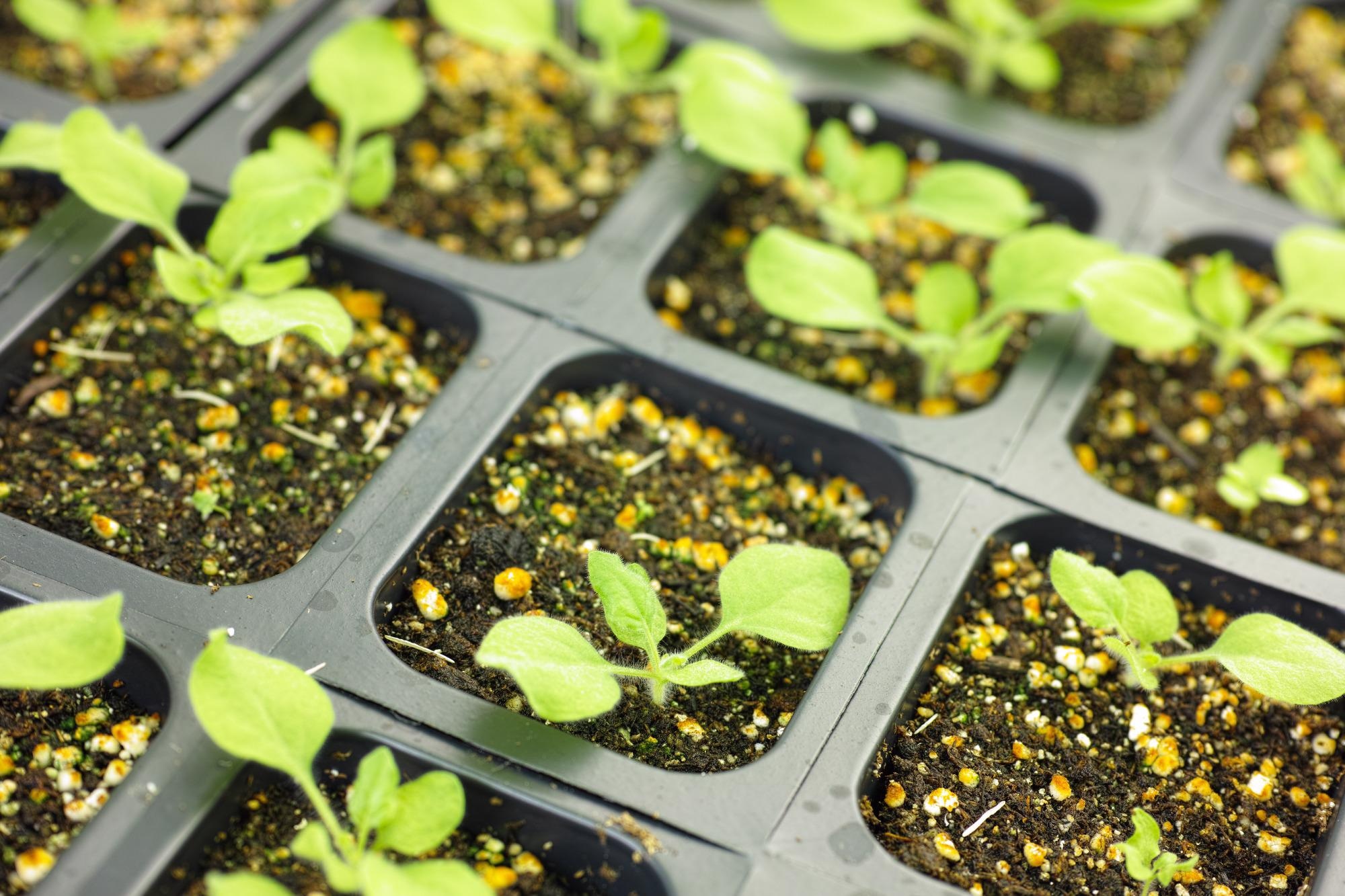 Study: Potential for a Plant-Made SARS-CoV-2 Neutralizing Monoclonal Antibody as a Synergetic Cocktail Component. Image Credit: SINITAR / Shutterstock