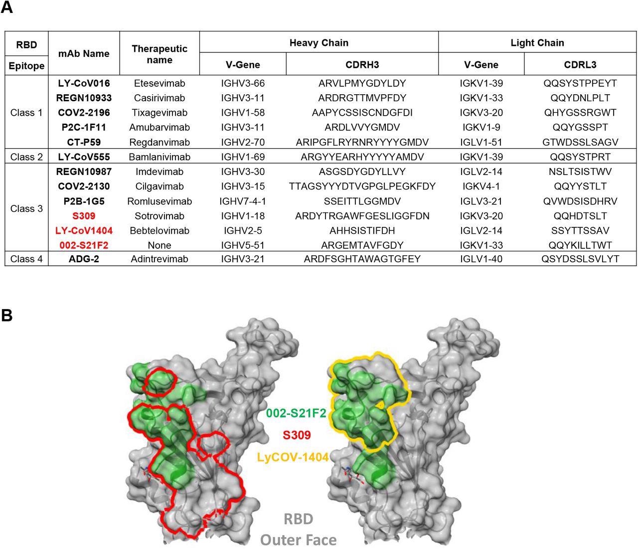 Antibody 002-S21F2 exhibits distinct genetic and epitope contact features in comparison to SARS-CoV-2 therapeutic antibodies. (A) Comparison of 002-S21F2 mAb genetic feature with therapeutic mAbs in clinics. Omicron neutralizing mAbs are highlighted in bold and red color (B) Comparison of 002-S21F2 (green) epitope site with S309 (Sotrovimab) (red outline), Ly-CoV1404 (Bebtelovimab) (yellow outline) epitopes on SARS-CoV-2 RBD.
