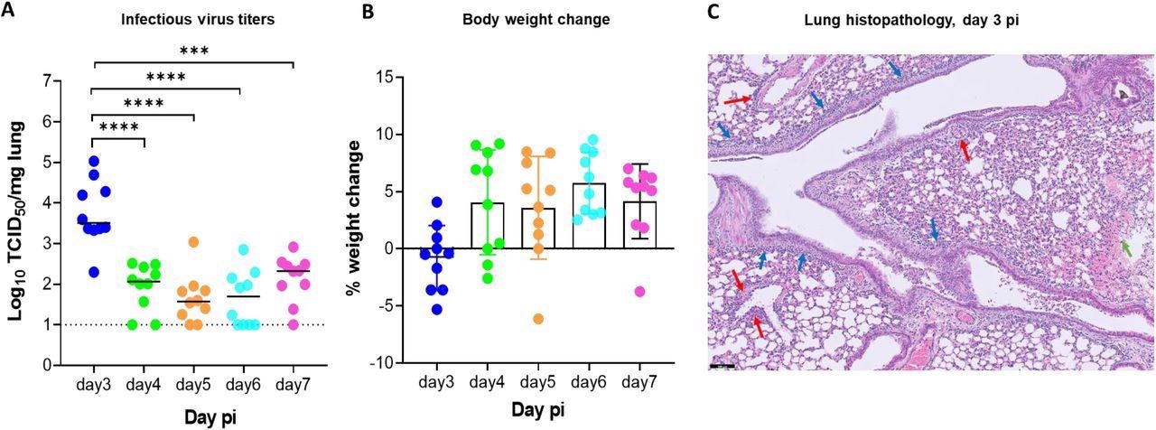 Replication kinetics of beta (B.1.351) SARS-CoV-2 in male SCID mice.(A) Infectious viral loads in the lungs of male SCID mice infected with 105 TCID50 of beta SARS-CoV-2 variants at different days post-infection (pi) are expressed as log10 TCID50 per mg lung tissue. Individual data and median values are presented. Data were analyzed with the Mann™Whitney U test. ***P =0.0003, ****P < 0.0001 (B) Weight change at different days pi in percentage, normalized to the body weight at the time of infection. Bars represent means ± SD. All data are from 2 independent experiments with 10 animals per group. (C) Representative H&E image of lung from SCID mouse infected with the beta variant at day 3 pi showing limited peri-bronchial inflammation (blue arrows), significant peri-vascular inflammation (red arrows) and intra-alveolar hemorhage (green arrow). Scale