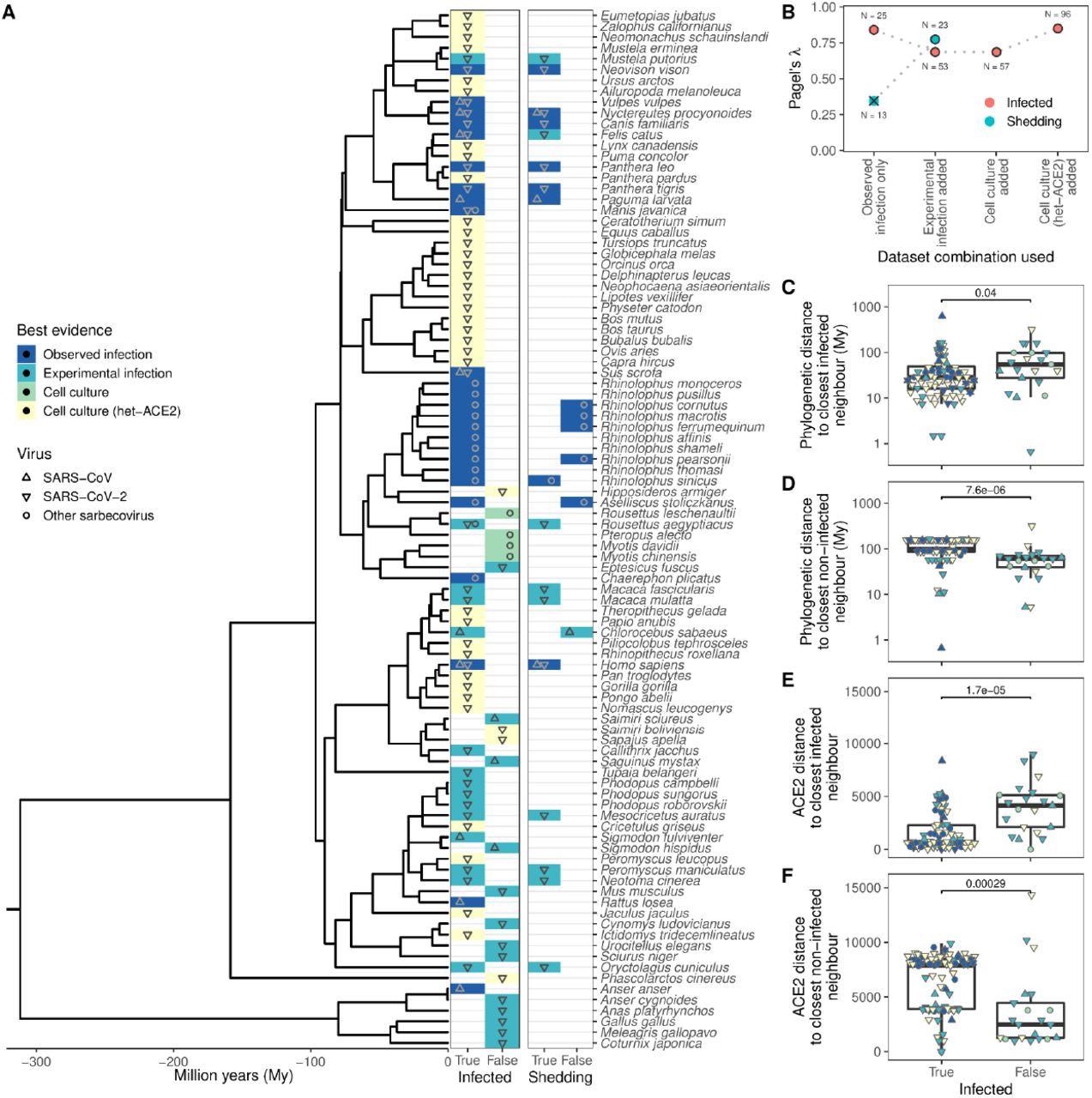 Phylogenetic clustering of sarbecovirus host susceptibility and shedding data. (A) Species for which susceptibility to infection and shedding of infectious virus have been assessed. Colours indicate the best available evidence, while symbols show the viruses involved. Blank rows in the shedding panel indicate missing data. A composite phylogeny derived from TimeTree indicates evolutionary relationships and median estimated divergence times. (B) Measurements of phylogenetic clustering when considering increasingly relaxed evidence quality thresholds, based on the phylogeny in (A). Outlined circles show likelihood ratio p-values ≤ 0.003, indicating greater clustering of infection records than expected by chance, while the cross indicates a p-value of 0.186. (C–D) Pairwise cophenetic distances between each host and its closest infected (C) or non-infected (D) neighbour. (E–F) Total Grantham distance between the ACE2 sequence of each host and its closest infected (E) or non-infected (F) neighbour. P-values from a Wilcoxon rank sum test are indicated in (C-F), and overlapping values from different hosts are jittered horizontally. Note that while both p-values and boxplots are based on a single value for each host, overlapping symbols at the same position are used to indicate different viruses (for example, a species known to be susceptible to both SARS-CoV [▴] and SARS-CoV-2 [▾] would be indicated using a star formed of overlapping triangles).