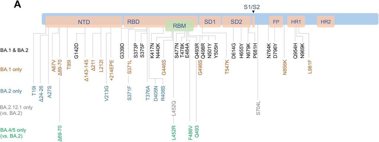 Neutralizing antibody responses to Omicron subvariants. A. Cartoon showing BA.1, BA.2, BA.2.12.1, BA.4, and BA.5 mutations in the SARS-CoV-2 Spike. BA.4 and BA.5 have identical Spike sequences. NTD, N-terminal domain; RBD, receptor-binding domain; RBM, receptor binding motif; SD1, subdomain 1; SD2, subdomain 2; FP, fusion peptide; HR1, heptad repeat 1; HR2, heptad repeat 2