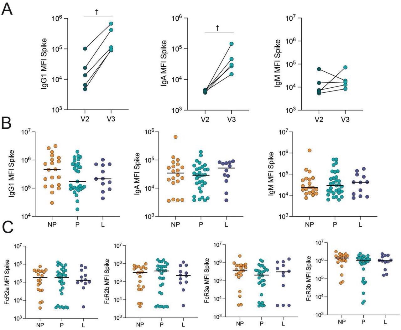 COVID-19 booster vaccine induces a similar Spike-specific antibody response in pregnant, lactating and nonpregnant individuals. A. The dot plots show the peak IgG1, IgA and IgM response against Spike in 5 pregnant individuals after receiving the second dose of a primary mRNA vaccine series (V2) and after the booster dose (V3). Lines connect samples from the same individual. Significance was determined by a Wilcoxon signed-rank test. Differences did not reach statistical significance. † p = 0.06. B. The dot plots show IgG1, IgA and IgM levels against Spike in nonpregnant (NP), pregnant (P) and lactating (L) individuals. Horizontal line represents the median for each group. Significance was determined by a Kruskal-Wallis test. No comparisons were significant. C. The dot plots show the FcR-binding of antibodies against Spike in nonpregnant (NP), pregnant (P) and lactating (L) individuals. Horizontal line represents the median for each group. Significance was determined by a Kruskal-Wallis test. No comparisons were significant.