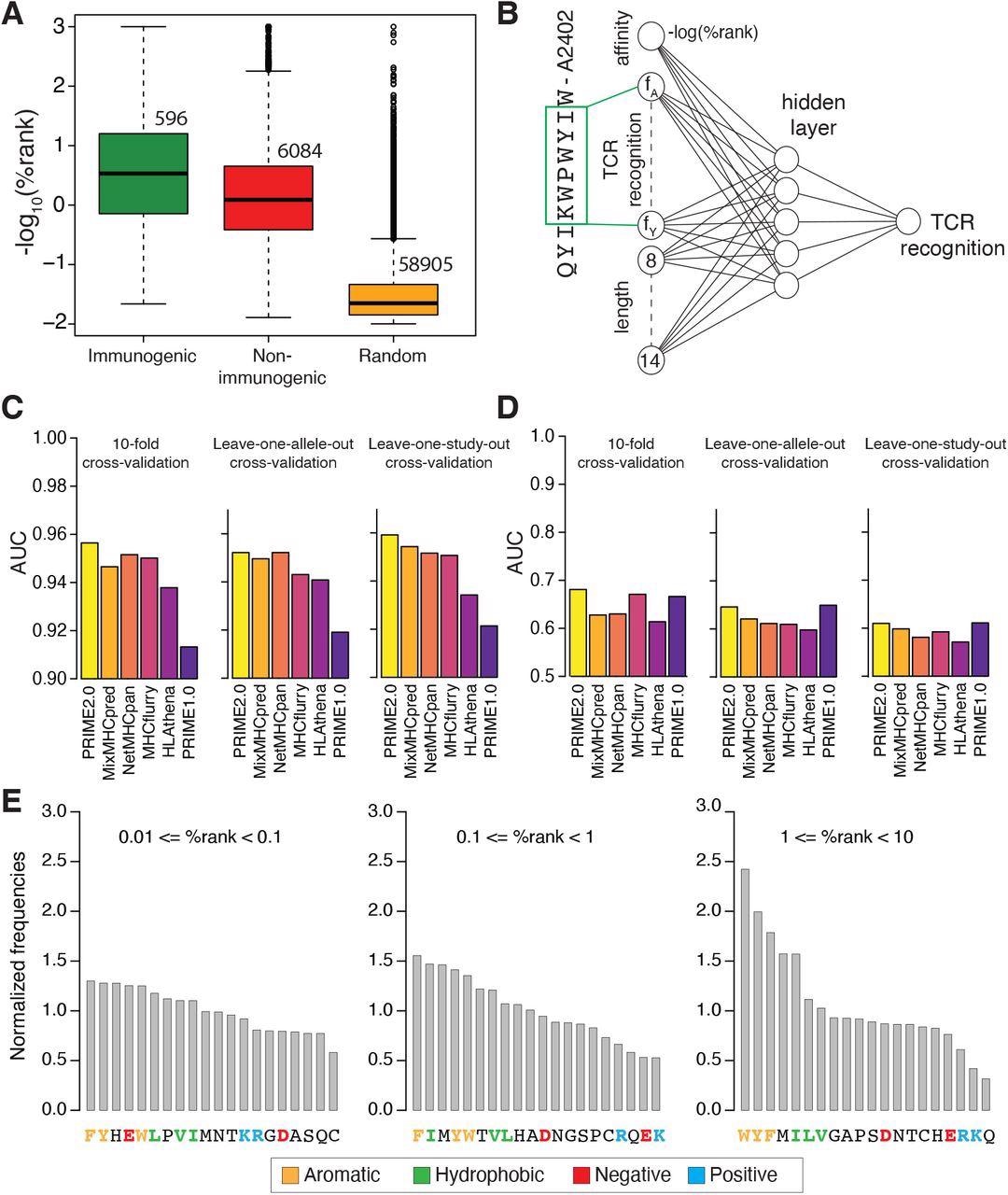 Models of TCR recognition improve predictions of neo-epitopes. (A) experimentally validated immunogenic (green) and non-immunogenic (red) peptides, as well as random peptides (orange) used to train PRIME. (B) Architecture of neural network of PRIME2.0. The first input node corresponds to the predicted binding to the HLA-I allele (-log(%rank) from MixMHCpred2.2). The next 20 nodes correspond to amino acid frequencies on residues with minimal impact on predicted affinity to the HLA-I allele (green box). These positions were determined as previously described (Schmidt et al., 2021). The last seven nodes correspond to the length of the peptide (i.e., 8 to 14, one-hot encoding). (C) Benchmarking of PRIME2.0 based on 10-fold cross-validation, leave-one-allele-out cross-validation and leave-one-study-out cross-validation. Each bar shows the average AUC within the different types of cross-validations (see also Figure S4A). (D) Same cross-validation as in (C) after excluding randomly generated negatives in the test set (see also Figure S4B). (E) Normalized amino acid frequencies at positions with minimal impact on predicted affinity to HLA-I for immunogenic versus non-immunogenic peptides used to train PRIME2.0 within different ranges of predicted HLA-I binding (%rank of MixMHCpred).