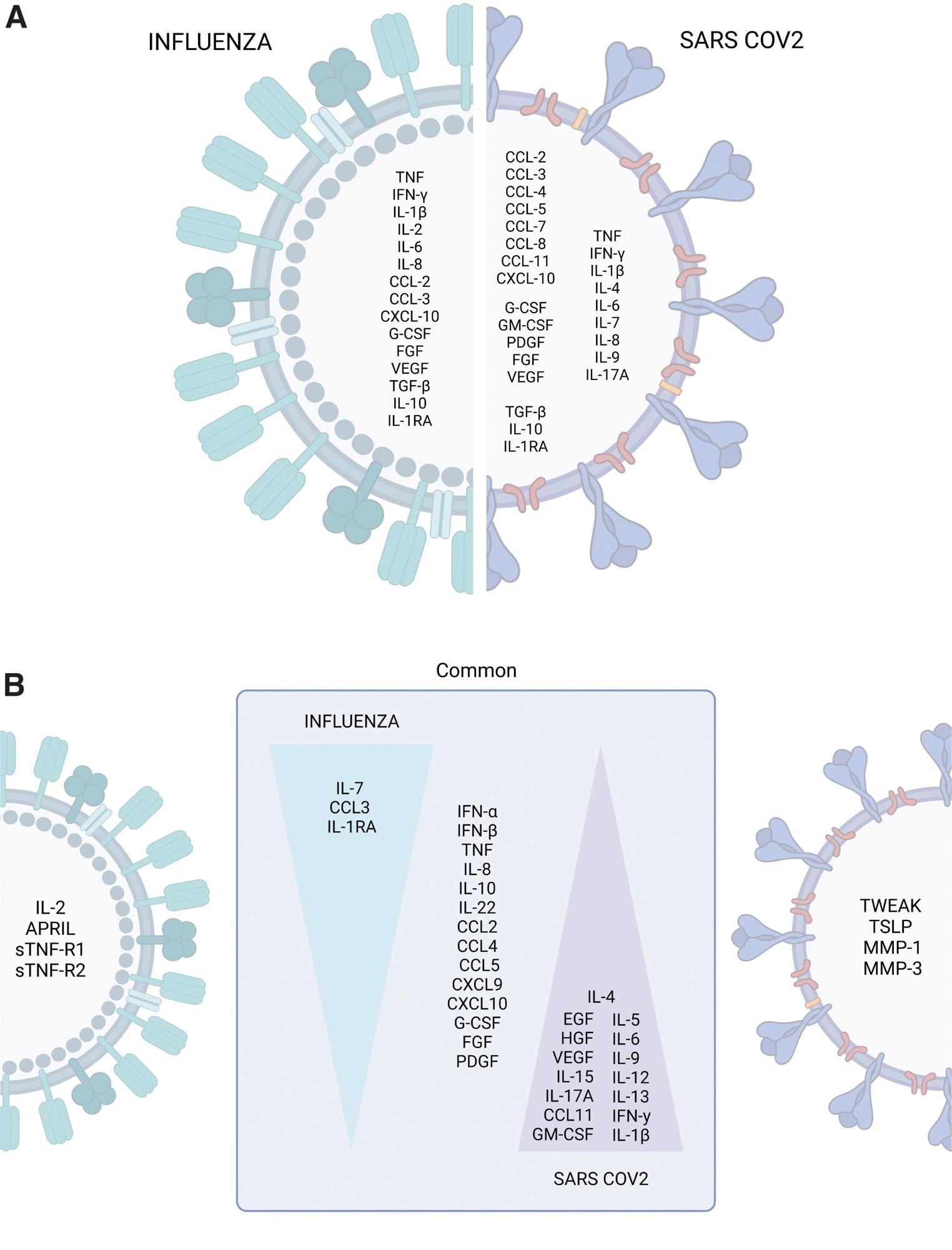 The cytokine storm profiles of pandemic influenza and COVID-19. (A) Cytokines, chemokines, and growth factors commonly or differentially elevated during severe influenza and COVID-19 were identified by retrospective analysis of independent studies. (B) Immune profiles distinguishing influenza from COVID-19 identified by parallel comparisons. The art pieces used in this figure were modified from Biorender (https://biorender.com/), licensed under a Creative Commons Attribution 3.0 Unported License.