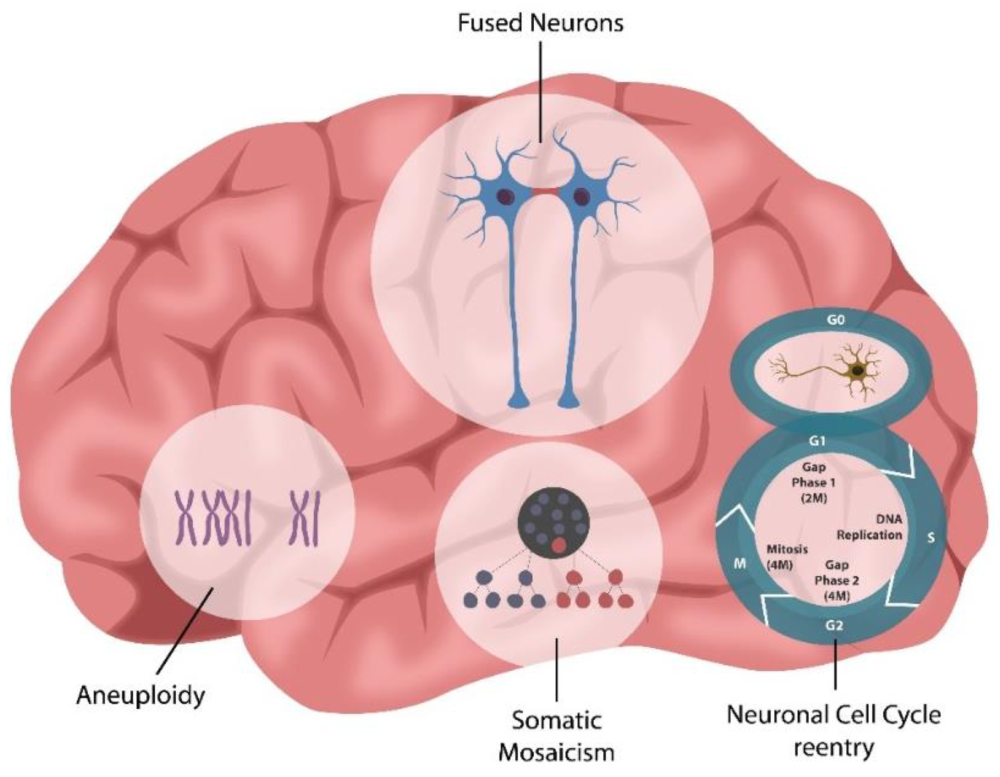 Neuronal cell–cell fusion occurs physiologically, in normal aging, or pathologically, in various conditions, including viral infections, Alzheimer’s disease (AD), multiple sclerosis (MS), radiation exposure, or chemotherapy. Neuronal syncytia formation likely accounts for previously unexplained phenomena, such as aneuploidy, somatic mosaicism, and neuronal cell cycle reactivation, documented in various neuropsychiatric conditions.