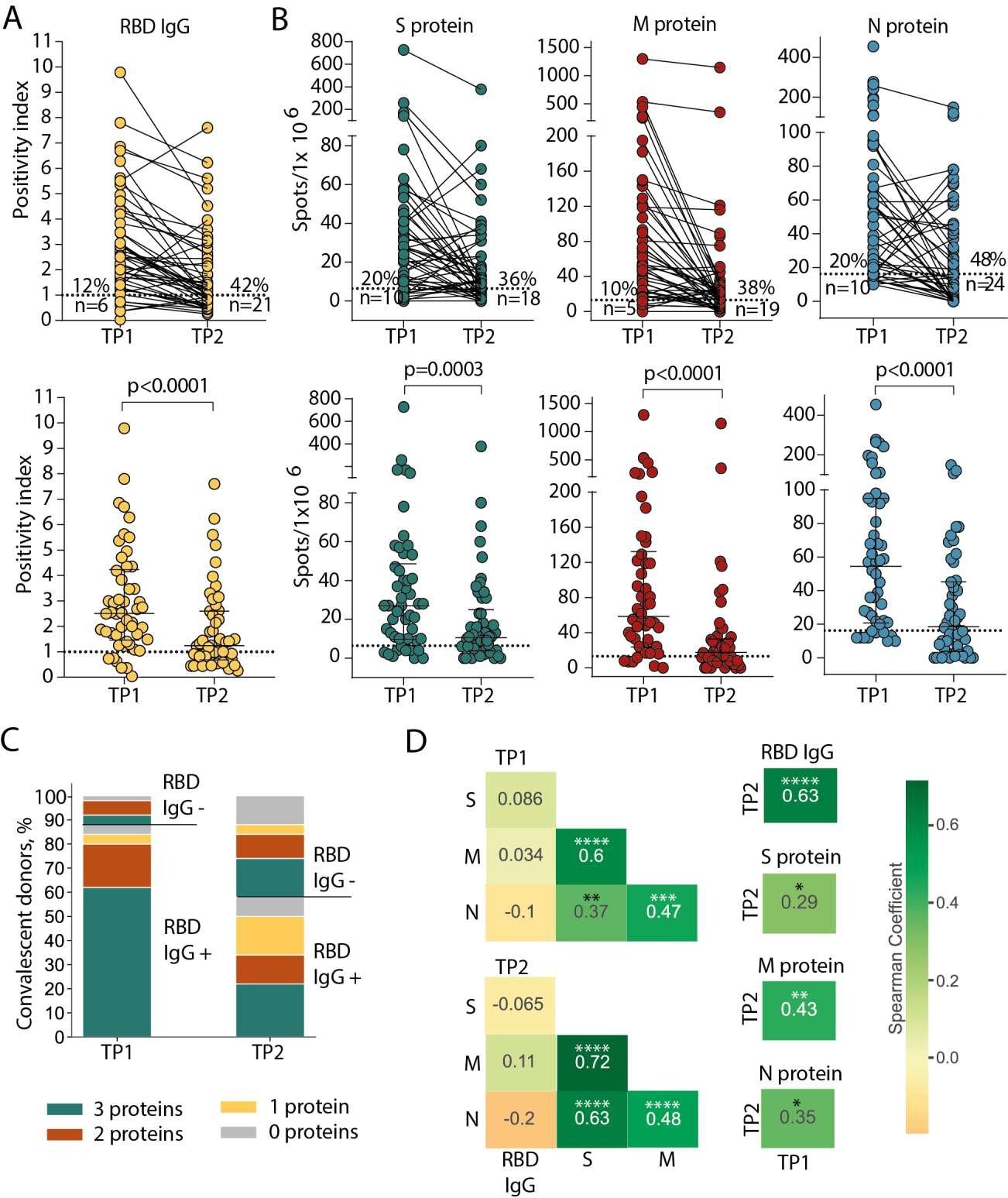 Persistence of humoral and cellular response in CP cohort. (A) Levels of anti-RBD IgG as measured by ELISA at the two time-points. Means of two independent measurements are plotted. Upper plot shows samples from the same donor, connected by lines. Lower plot shows median with interquartile range (paired Wilcoxon test). (B) Magnitude of T cell response to pools of peptides derived from S (green), M (red), and N proteins (blue) as measured by IFNγ ELISpot. Means of two independent measurements with negative control subtracted are plotted. Upper and lower plots are presented as in (A). Dotted lines in (A) and (B) mark cut-offs, the number and share of individuals without detectable response is indicated. N = 50 for both (A) and (B). (C). Distribution of immune responses in CPs. Colors indicate T cell response to 0–3 peptide pools; RBD IgG+ and RBD IgG- respectively indicate presence and absence of anti-RBD IgG. (D). Spearman correlation between humoral and cellular responses to different SARS-CoV-2 antigens. *p ≤ 0.05; **p ≤ 0.01; ***p ≤ 0.001; ****p ≤ 0.0001.