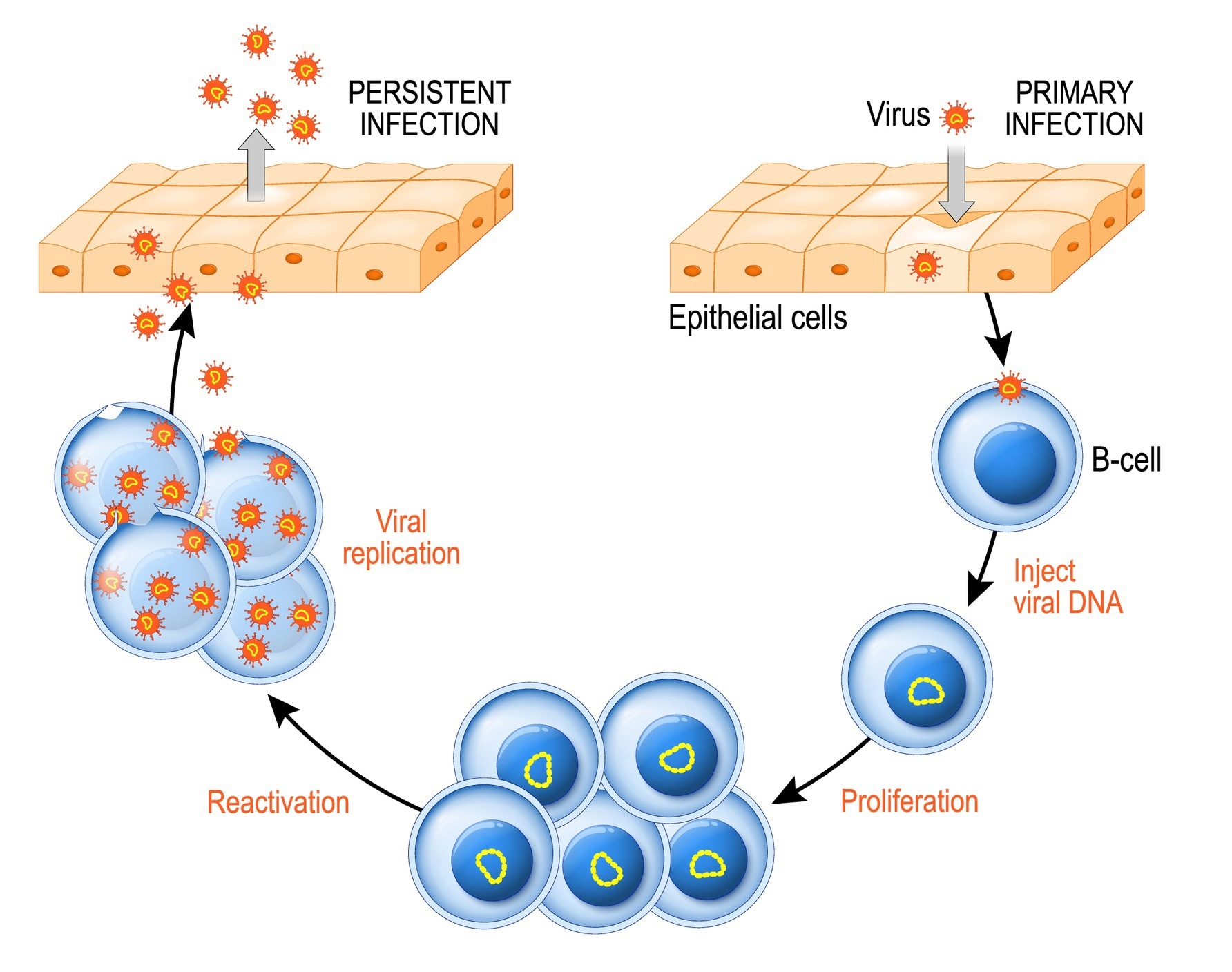 Epstein-Barr virus life cycle. Image Credit: Designua / Shutterstock