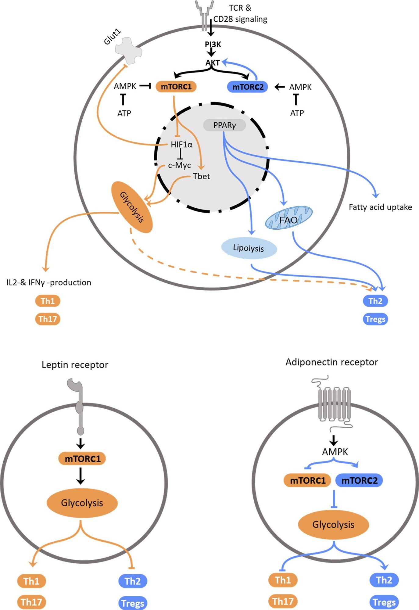 Regulation of Th2 metabolism. Top: Schematic representation of intracellular mechanisms affecting T helper cell polarization. Central elements influencing cellular polarization include mTORC1 and mTORC2, which are regulated by PI3K/Akt and AMPK, PPARγ and HIF-1α. These pathways regulate utilization of glycolysis, which promotes pro-inflammatory subset differentiation, or fatty acid oxidation and lipolysis that promote anti-inflammatory Th2 and Treg differentiation. Bottom: Schematic representation how the adipokines leptin (left) and adiponectin (right) promote T helper cell subset polarization via regulation of metabolic pathways.