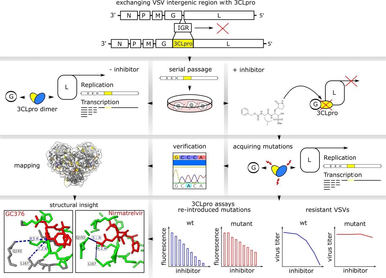 Study: SARS-CoV-2 3CLpro mutations confer resistance to Paxlovid (nirmatrelvir/ritonavir) in a VSV-based, non-gain-of-function system.