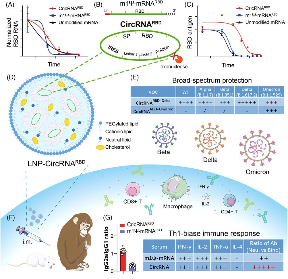 The design strategy and major advantages of circRNA vaccine against SARS-CoV-2 and variants. (A and C) Compared with m1Ψ-mRNARBD, circRNARBD has longer half-life and more durable antigen expression. (B) IRES element is introduced to initiate the translation of SARS-CoV-2 RBD antigen. (D, F, and G) LNP-encapsulated circRNA vaccines injected intramuscularly into mice and rhesus macaques induce higher proportion of neutralizing antibodies and Th1-biase immune response than m1Ψ-mRNA, which is more favorable to SARS-CoV-2 clearance. (E) CircRNARBD-Delta vaccine provides broad-spectrum protection against both the Delta and Omicron variants. (A), (C), and (E) were reproduced from Ref. 1.