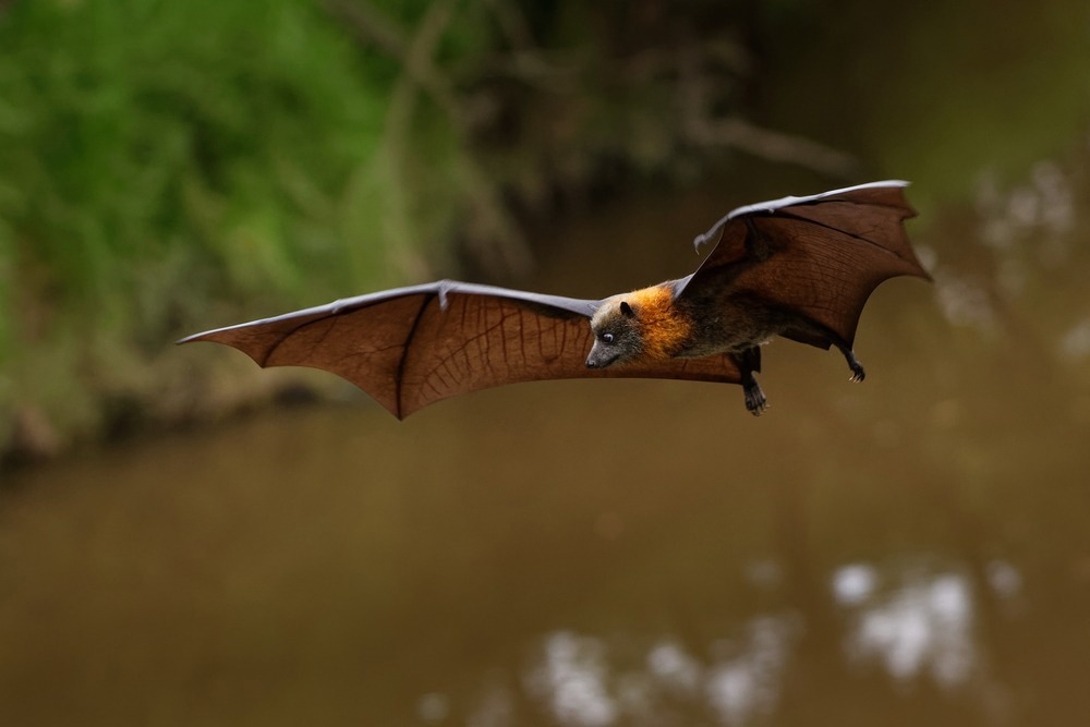 Study: SARS-CoV-2-Related Bat Virus in Human Relevant Models Sheds Light on the Proximal Origin of COVID-19. Image Credit: Martin Pelanek/Shutterstock
