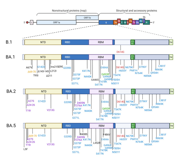 Spike substitutions in SARS-COV-2 variants Omicron BA.1, BA.2 and BA.5 compared to the ancestral strain B.1. Omicron BA.1, BA.2 and BA.5 sequences used for the representation are the one from the strains used in this study BA.1:EPI_ISL_7899754, BA.2:  EPI_ISL_9426119 and BA.5: EPI_ISL_12852091.Red color indicates the mutation that is present in all strains. The blue color indicates the mutations which are common to BA.1, BA.2 and BA.5. The orange color indicates the mutations which are common to BA.1/BA.5. The purple color indicated the mutations which are common to BA.2/BA.5. This figure was created with BioRender.com.