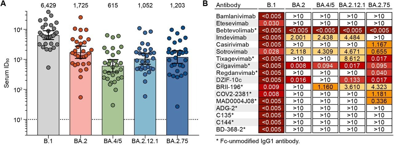 Neutralization sensitivity of the BA.2.75 sublineage. (A) Fifty-percent inhibitory dilutions (ID50s) against SARS-CoV-2 variants in samples collected four weeks after a BNT162b2 booster vaccination (n=30) determined by pseudovirus neutralization assay. Circles indicate average ID50s of two experiments for each variant and individual participant. Bars and numbers indicate geometric mean ID50s. Solid lines indicate 95% confidence intervals and the dashed line shows the lower limit of quantification. (B) Fifty-percent inhibitory concentrations (IC50s) of monoclonal antibodies against SARS-CoV-2 variants determined by pseudovirus neutralization assay (average IC50 of two experiments for each variant).
