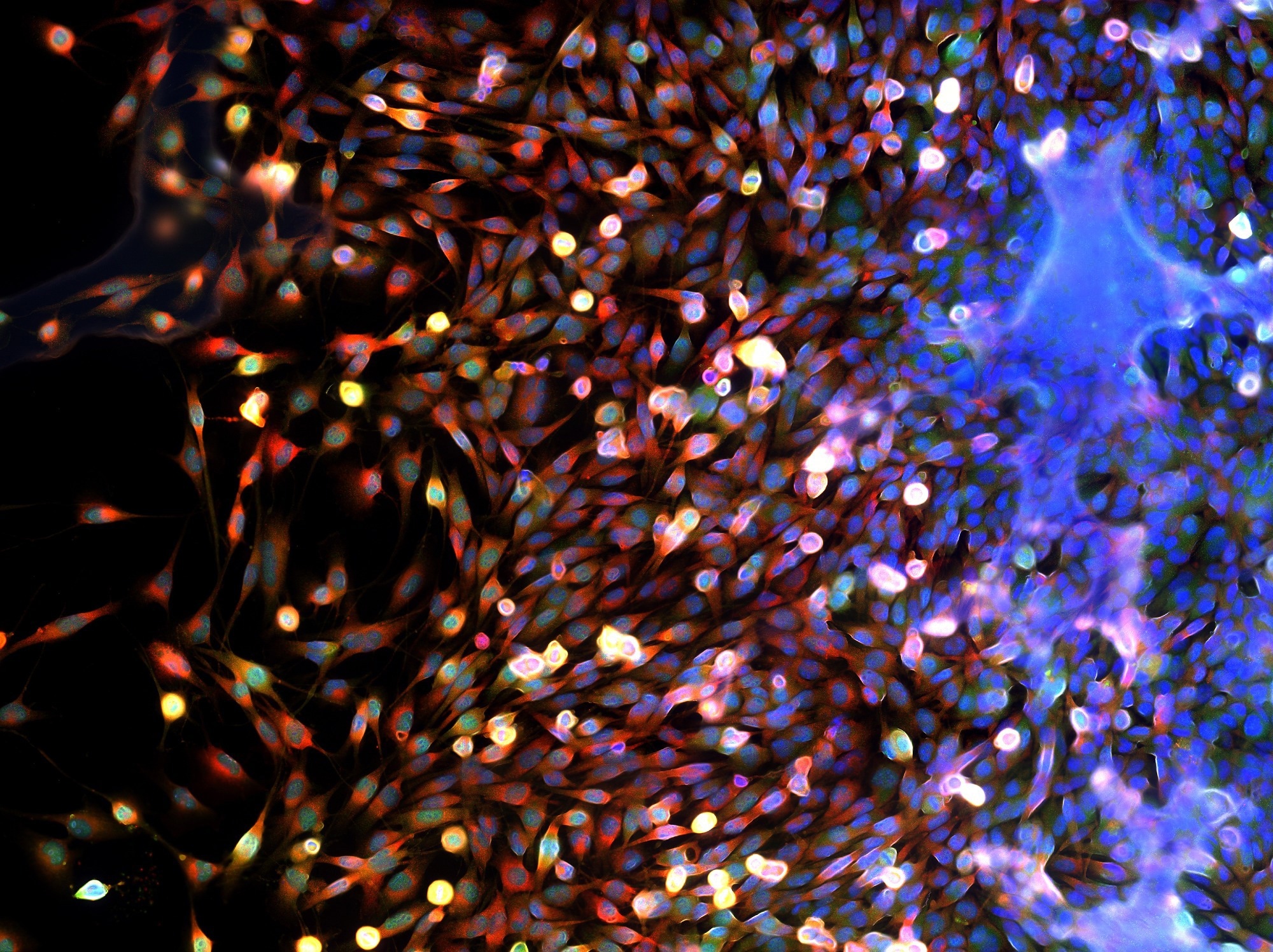 Image Credit: Damian Ryszawy/Shutterstock