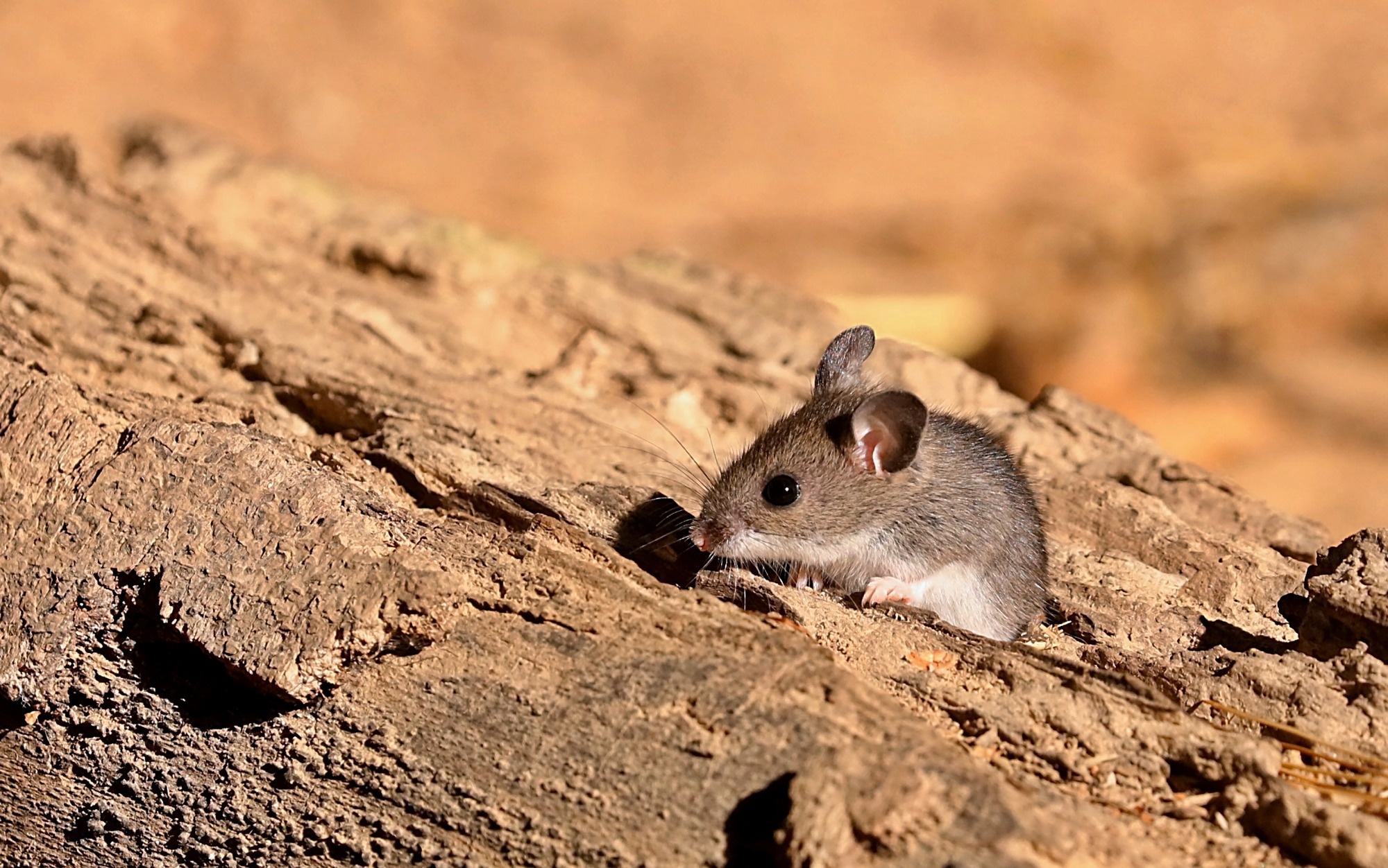 Study: SARS-CoV-2 infects multiple species of North American deer mice and causes clinical disease in the California mouse. Image Credit: jitkagold/Shutterstock