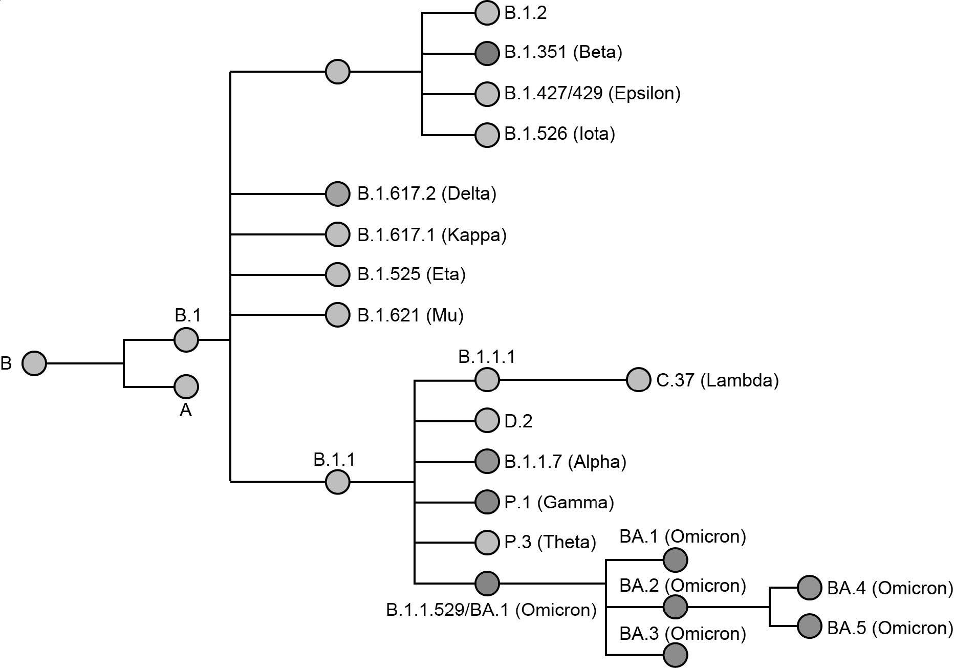 Phylogenetic relationship of named SARS-CoV-2 variants. Variants of concern (VOC) are represented by a colored node. The phylogenetic tree was adapted from data provided by NextStrain, CoVariants (i.e., covariants.org), and Pangolin (i.e., cov-lineages.org)