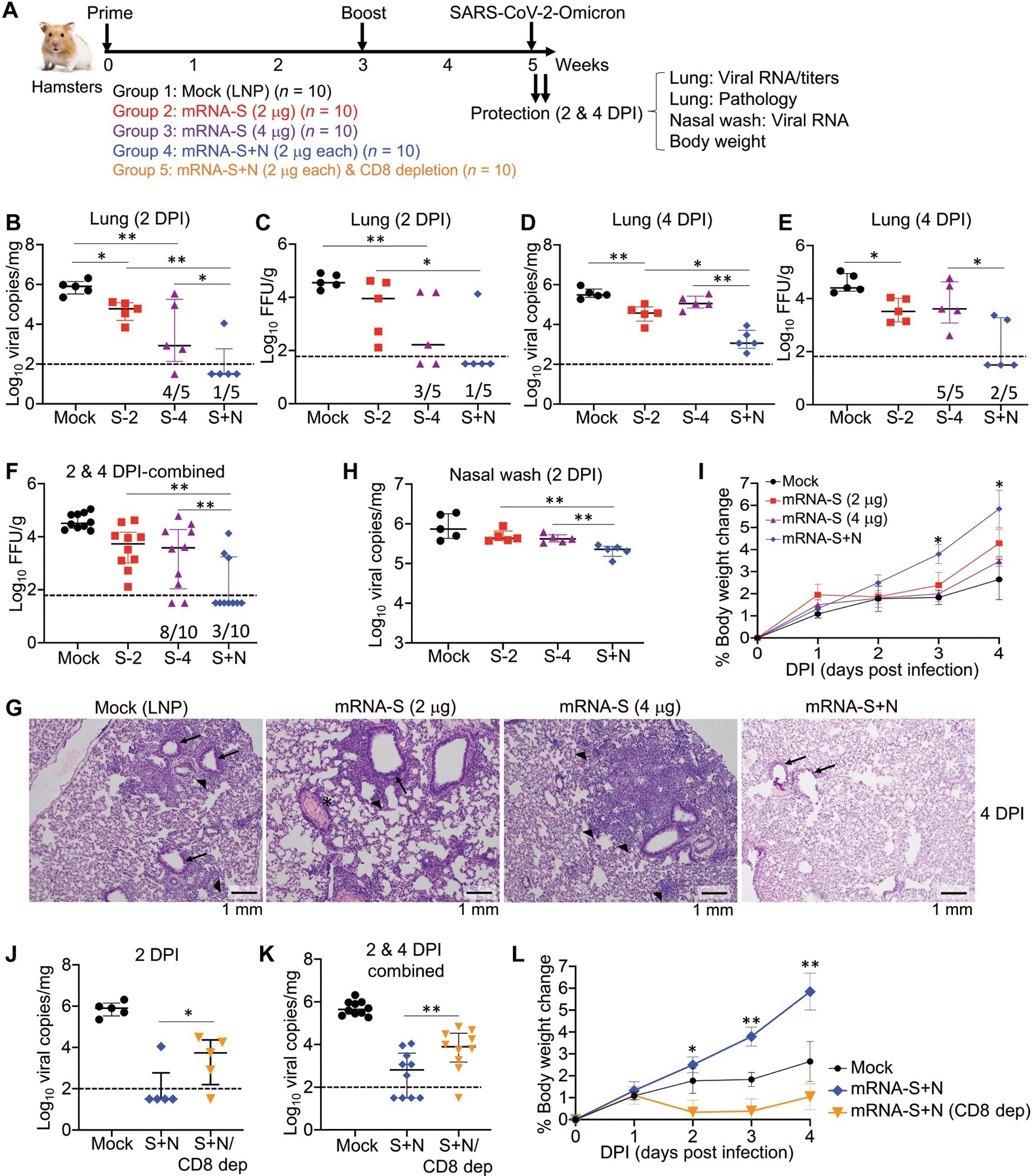 Dual spike and nucleocapsid mRNA vaccination confer protection against SARS-CoV-2 Omicron and Delta variants in preclinical models