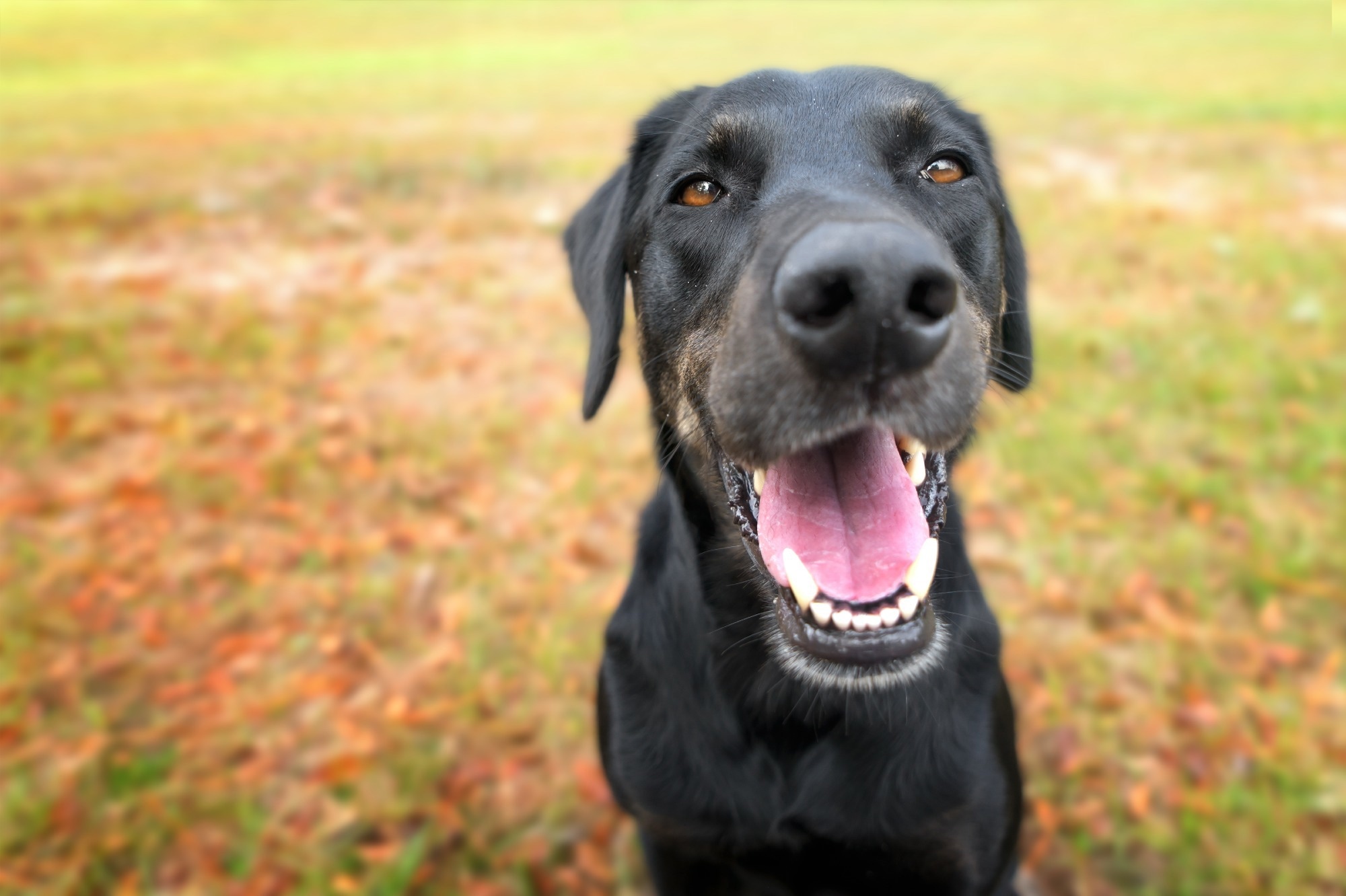 Study: Clinical and epidemiologic features of SARS-CoV-2 in dogs and cats compiled through national surveillance in the United States. Image Credit: Lindsay Helms / Shutterstock