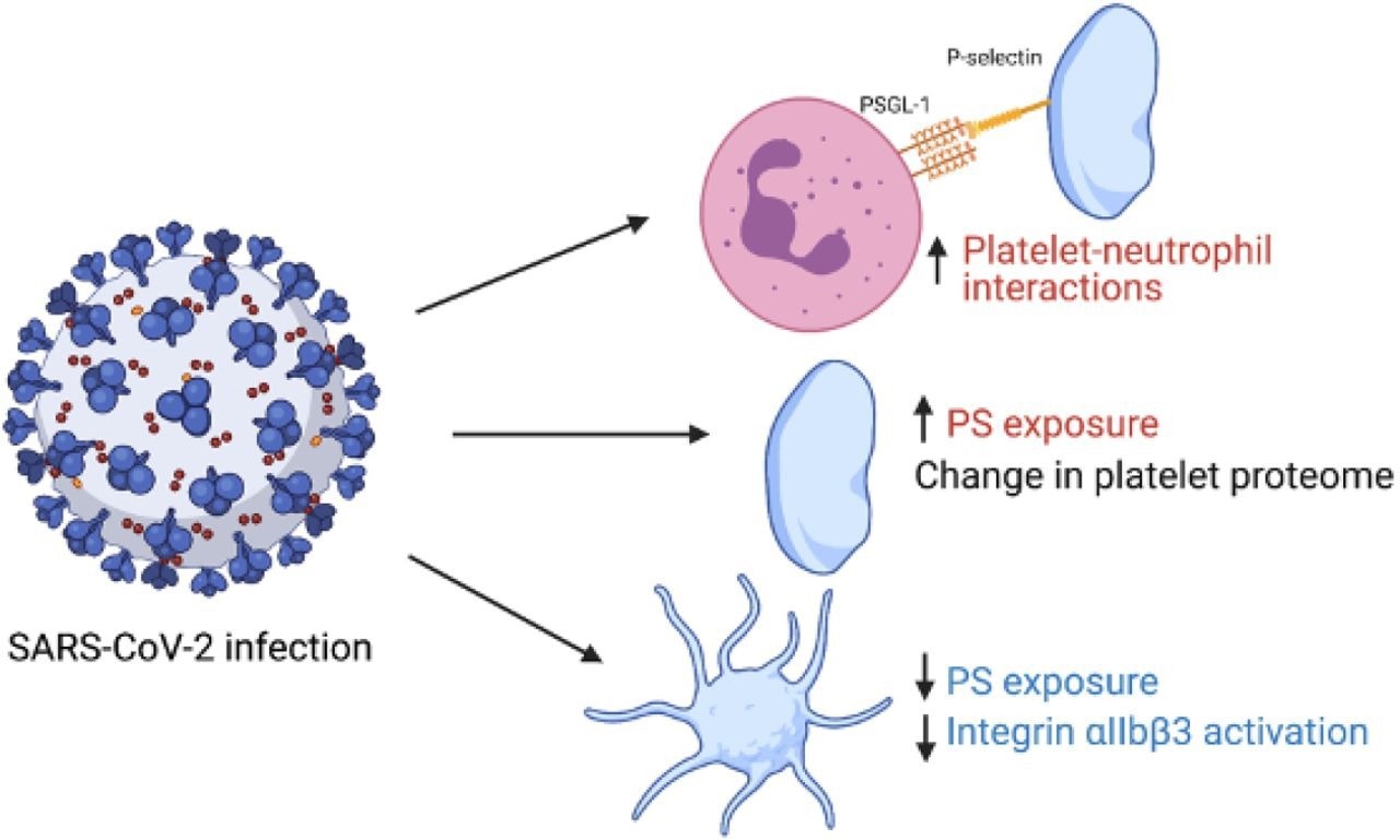 Graphical summary of study findings. Red indicates an increase in variable in patients with COVID- 19 vs healthy controls and blue indicates a decrease. Figure made using biorender.com.