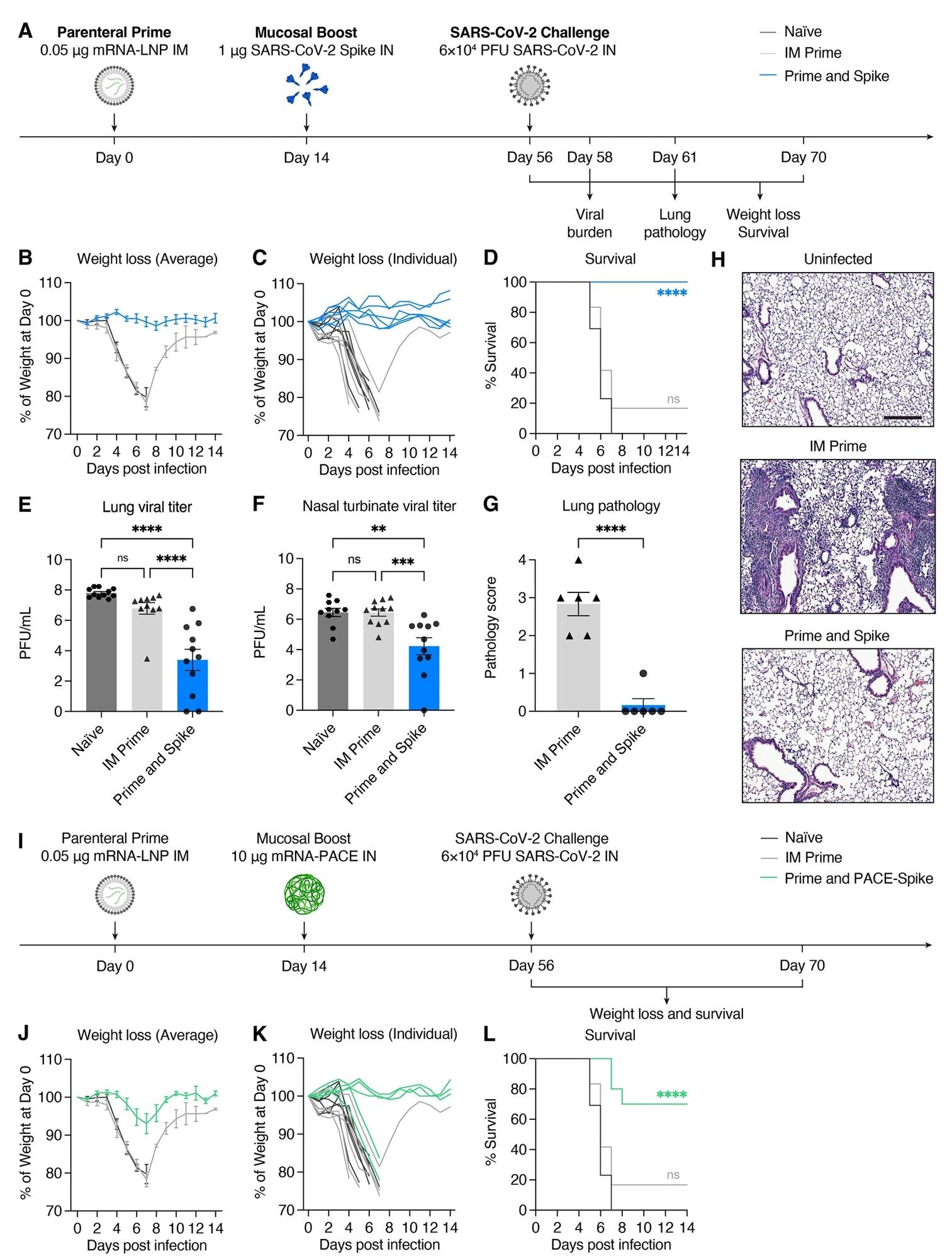 Intranasal SARS-CoV-2 spike boosting protects against COVID-19-like disease.(A) Experimental schema: K18-hACE2 mice were IM primed with 0.05 μg of mRNA-LNP and IN boosted with 1 μg of spike IN 14 days post IM Prime. Six weeks post boost, mice were challenged with 6×104 PFU SCV2 (2019n-CoV/USA_WA1/2020). The first cohort was used to evaluate weight loss and survival up to 14 days post infection (DPI). The second cohort was used to collect lung and nasal turbinate tissues 2 DPI for viral titer measurement. The third cohort was used to collect lung tissues 5 DPI for histological assessment. (B to D) Weight loss and survival of naïve, IM Prime, or P&S mice from 1 to 14 DPI. (E to F) Measurement of infectious virus titer in lung and nasal turbinate tissues at 2 DPI by plaque assay. (G) Pathology score of lung sections at 5 DPI by hematoxylin and eosin (H&E) staining. (H) Representative H&E staining results from uninfected, IM Prime, or P&S mice. Scale bar: 250 μm. Sections are representative of multiple sections from at least five mice per group. (I) Experimental schema: K18-hACE2 mice were IM primed with 0.05 μg of mRNA-LNP and IN boosted with 10 μg of mRNA encapsulated by PACE (IN PACE-Spike) 14 days post IM Prime. Six weeks post boost, mice were challenged with 6×104 PFU SCV2 (2019n-CoV/USA_WA1/2020). Weight loss and survival were monitored up to 14 DPI. (J to L) Weight loss and survival of naïve, IM Prime, or Prime and PACE-Spike K18-hACE2 mice from 1 to 14 DPI. Mean ± s.e.m.; Statistical significance was calculated by [(D) and (L)] log-rank Mantel–Cox test, [(E) and (F)] one-way ANOVA followed by Tukey’s correction, or (G) Student’s t test; *P≤0.05, **P ≤ 0.01, ***P ≤ 0.001, ****P ≤ 0.0001. Individual data points are represented and are pooled from two independent experiments.