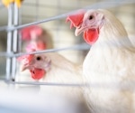 Survey assesses prevalence of H5N8 influenza in birds