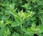 Artemisia argyi plant extracts and phytochemicals shown to inhibit SARS-CoV-2 in new research