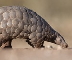 Novel papillomaviruses identified in Malayan and Chinese pangolins