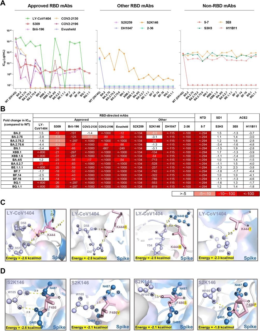 Neutralization of the Omicron subvariants by mAbs. (A) Neutralization of pseudotyped WT (D614G) and Omicron sub-lineage viruses by mAbs targeting different epitopes. Changes in neutralization IC50 are shown. (B) Fold increase or decrease in neutralization IC50 of mAbs against Omicron sub-lineage pseudoviruses relative to WT, presented as a heat map with darker colors implying greater change. (C) Structural modeling analysis of K444R/M/T effects on binding of LY-CoV1404. (D) Structural modeling analysis of F486V/S/P effects on binding of S2K146.