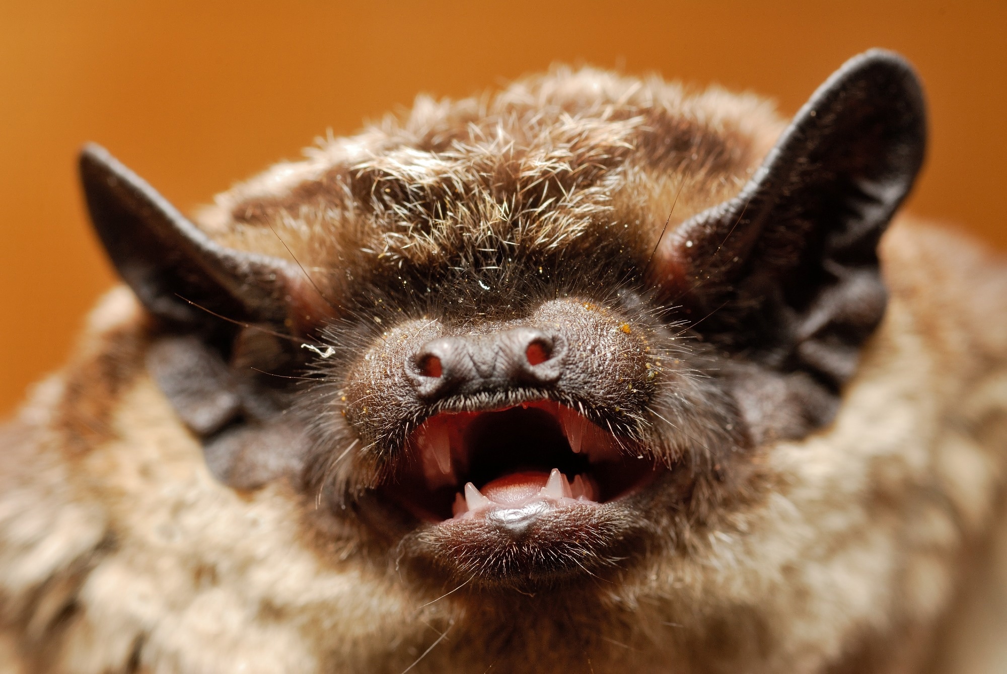 Study: Functional comparisons of the virus sensor RIG-I from humans, the microbat Myotis daubentonii, and the megabat Rousettus aegyptiacus, and their response to SARS-CoV-2 infection. Image Credit: D. Kucharski K. Kucharska / Shutterstock