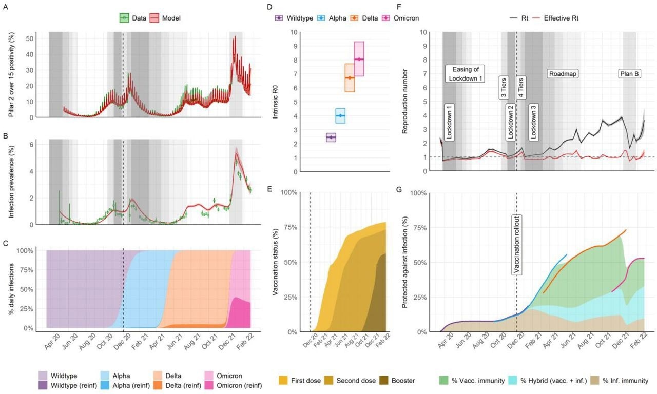 Population-level transmission of SARS-CoV-2 between March 2020 and February 2022 in England. A) Infection positivity measured amongst those aged over 15 years old in the community through the national Government PCR testing program (Pillar 2). B) Infection prevalence (PCR) in representative samples of households from the REACT-1 study. In A and B, data is shown in green (lines and points, with binomial 95% confidence intervals in error bars) and model trajectory in red (average and 95% credible interval (95% CrI)). Grey shading indicates periods where specific non-pharmaceutical interventions (NPIs) of interest for the analysis were implemented nationally; see legends in panel F and the main manuscript for specific references. The shading level is not correlated with quantitative astringency; for a complete list of modeled change points in contact rates including dates and description see Supplement Table S11 and Figures S28 and S29. C) Model-inferred average frequency of daily infections by variant and type of infection (either primary or re-infection following any prior infection, “reinf”). D) Intrinsic R0 estimates by variant (mean and 95% CrI). E) Model trajectory of vaccine status of the national population (all ages as the denominator), as informed by official data of daily doses administered (see sources in Table S1). F) Model trajectories of the instantaneous reproduction number in the absence of the effect of immunity (Rt) or accounting for immunity (effective Rt). Legends and grey areas specify the date and duration of official NPIs in England over the study period. G) Inferred effective levels of protection in the population (all ages as the denominator. Lines correspond to the effective protection against specific variants, with the color scheme as in panels C & D, whereas areas indicate overall effective protection by type of immunity (vaccine-derived, hybrid, or natural from prior infection). During periods of variant replacement (e.g. Alpha to Delta) the effective protection transitions from the levels associated with the variant being replaced to the level of the variant that becomes dominant.