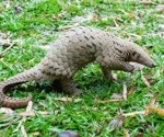 Researchers report the circulation of a novel MERS-like coronavirus in Malayan pangolins