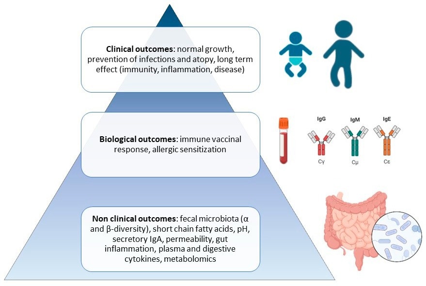 Pyramid of preclinical and clinical expected outcomes of pre-, pro-, syn-, and postbiotics during infancy.