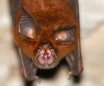 Bat stem cells reveal how bats survive in a virus-filled environment