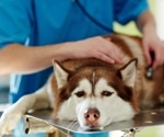 Pet dogs across the USA are becoming increasingly resistant to benzimidazole treatment