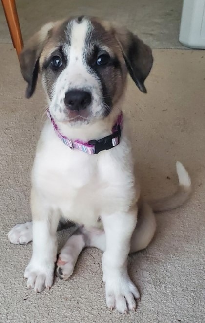 Image Credit: nanoComposix/Fortis Life Sciences