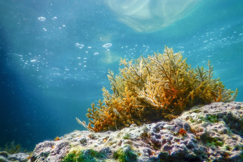 Study: An overview on the nutritional and bioactive components of green seaweeds. Image Credit: Allexxandar / Shutterstock.com