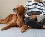 Study indicates interspecies transmission of SARS-CoV-2 between humans and their pets occurs regularly