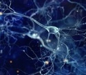 ACROBiosystems Aneuro Partners with Diagnostic Biochips to Accelerate Neuroscience Drug Discovery