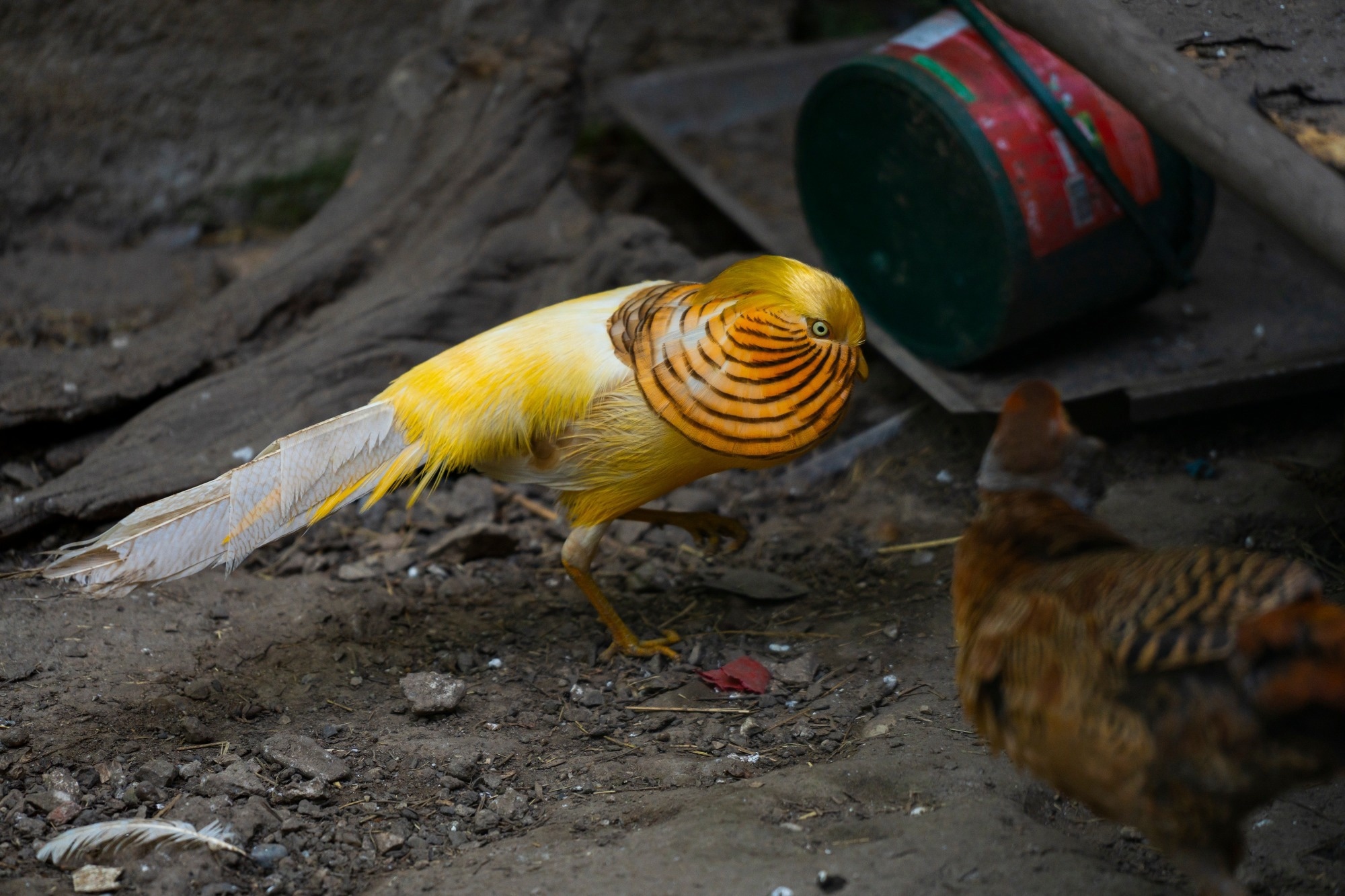 Study: Avibacterium paragallinarum: an emerging birds pathogen in Qinling wildlife conservation center, China. Image Credit: martin.dlugo/Shutterstock.com