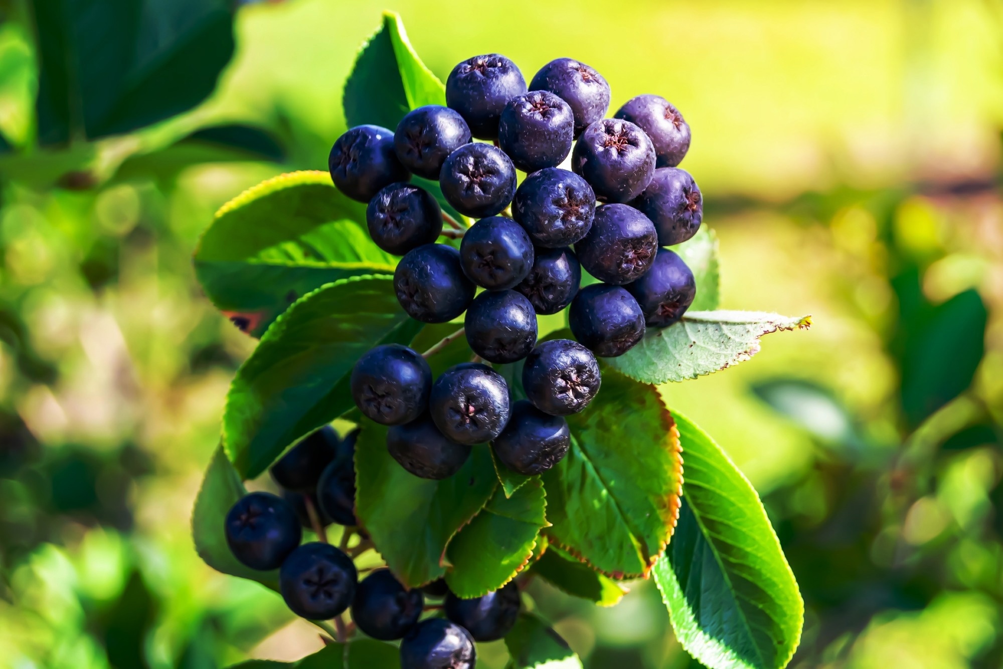 Study: Aronia in the Type 2 Diabetes Treatment Regimen. Image Credit: ulianiculaie / Shutterstock