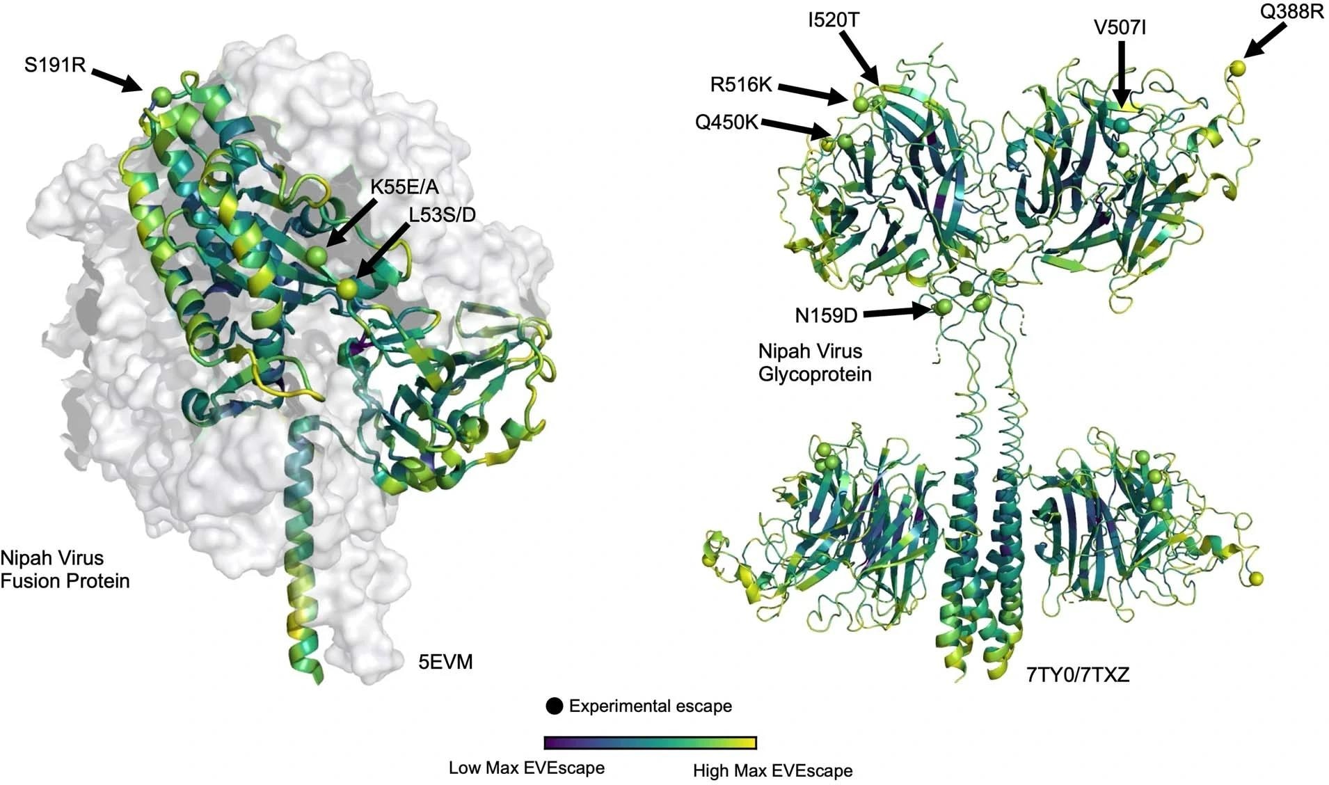 Site-maximum EVEscape scores for Nipah Virus fusion protein (left) and Glycoprotein (right) depict regions of high EVEscape scores. Known escape mutations with experimental evidence46,47,48,49,50 (little is known for this understudied virus with pandemic potential) are highlighted with spheres.