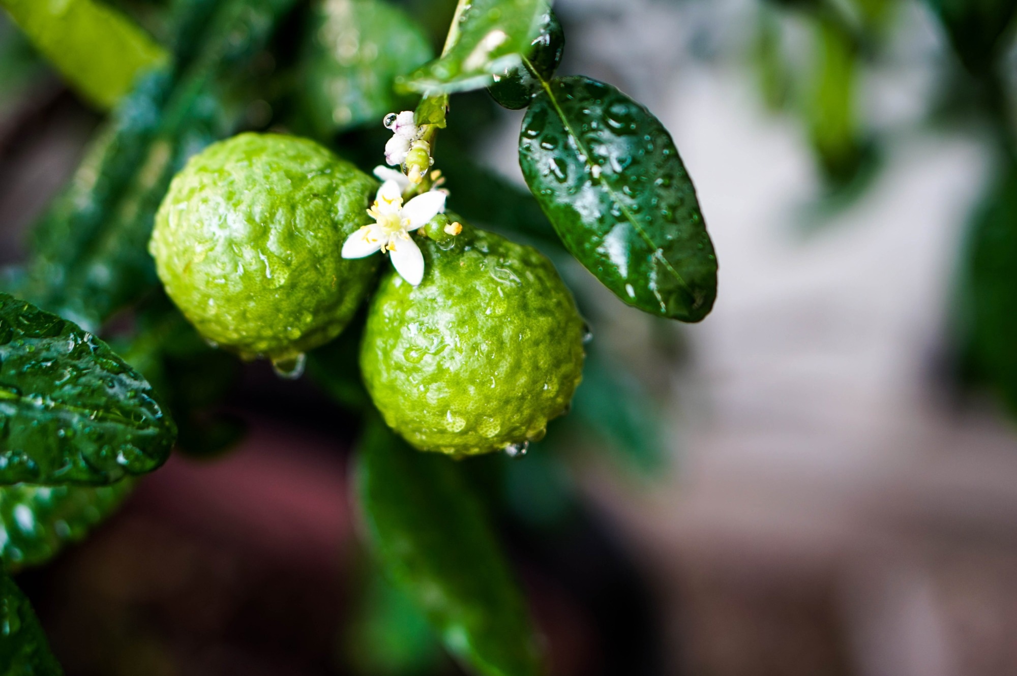 Study: Bergamot Byproducts: A Sustainable Source to Counteract Inflammation. Image Credit: Chantarat/Shutterstock.com