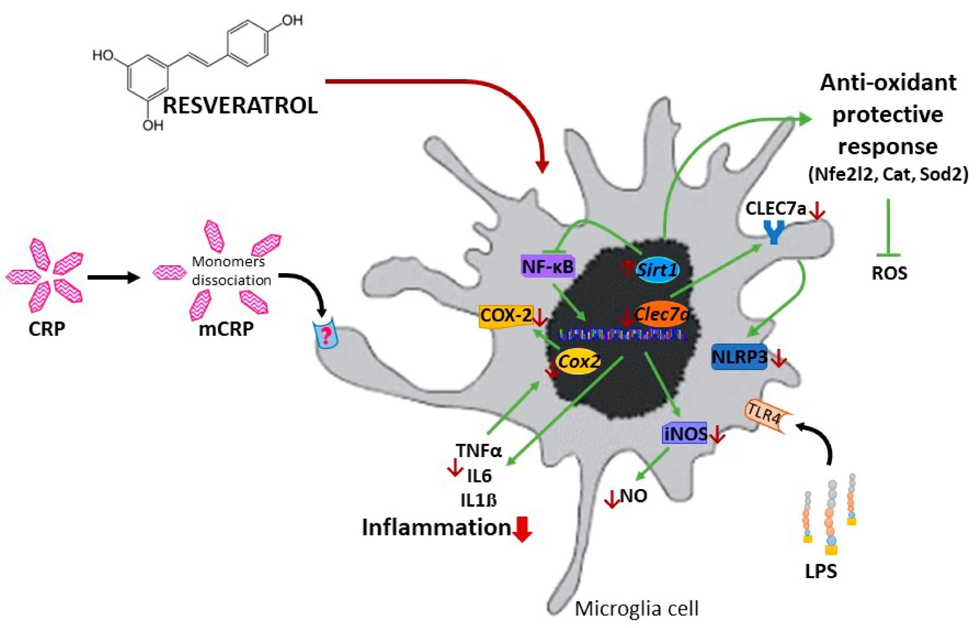Schematic representation of the protective mechanisms of resveratrol against the proinflammatory agent mCRP and LPS.
