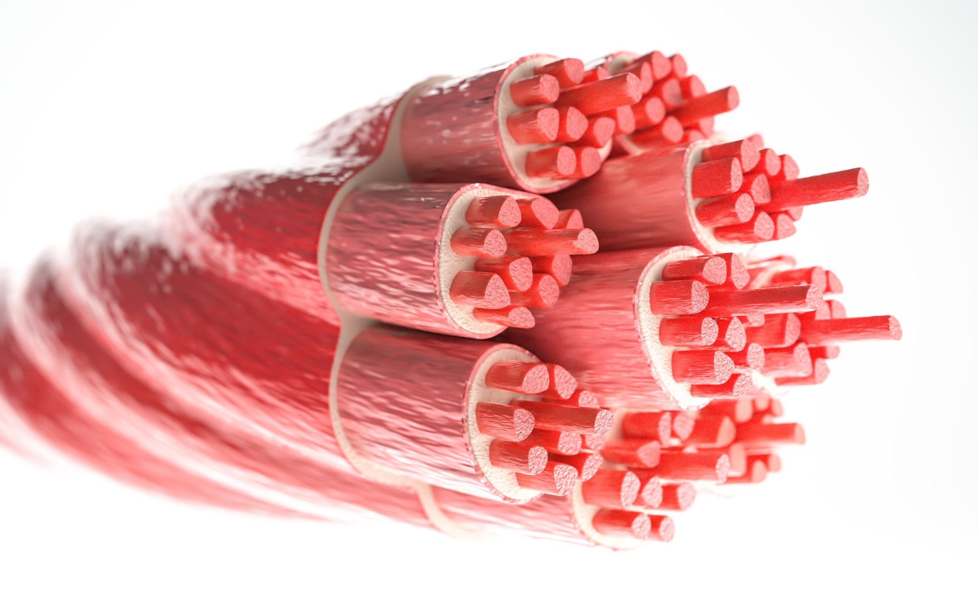 Study: Impaired skeletal muscle regeneration in diabetes: From cellular and molecular mechanisms to novel treatments. Image Credit: Crevis / Shutterstock